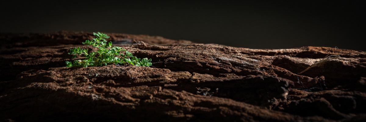 Little Garden - 3