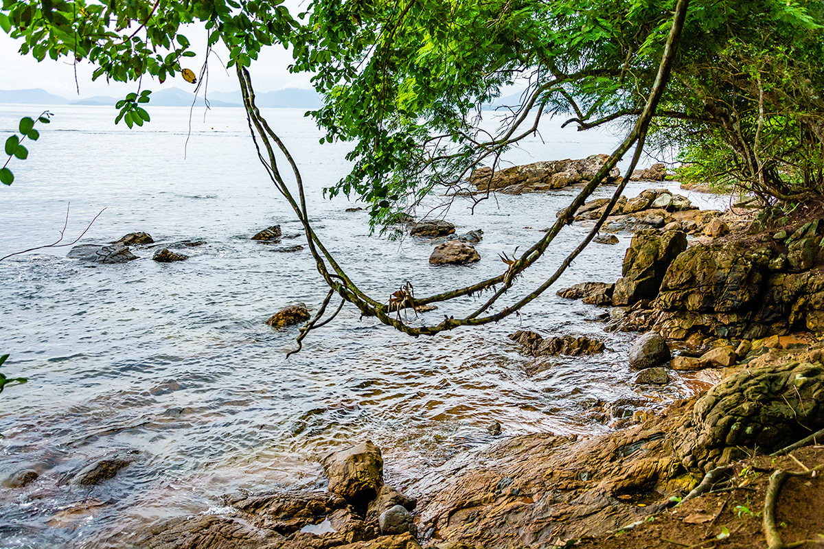 Araçatibinha - Ilha Grande - RJ