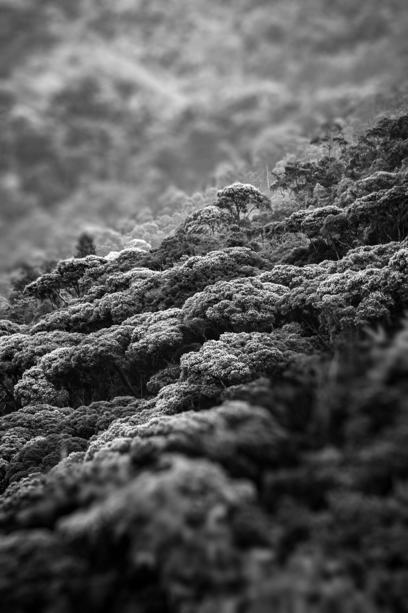 Little Forest