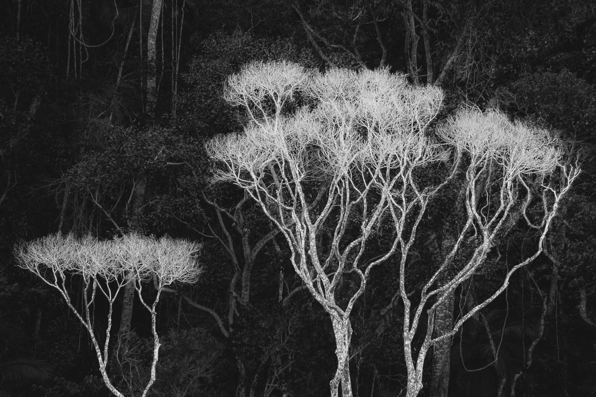 White Trees