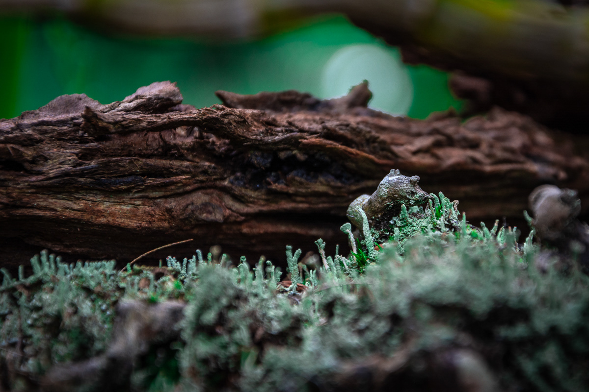 Micro Forest
