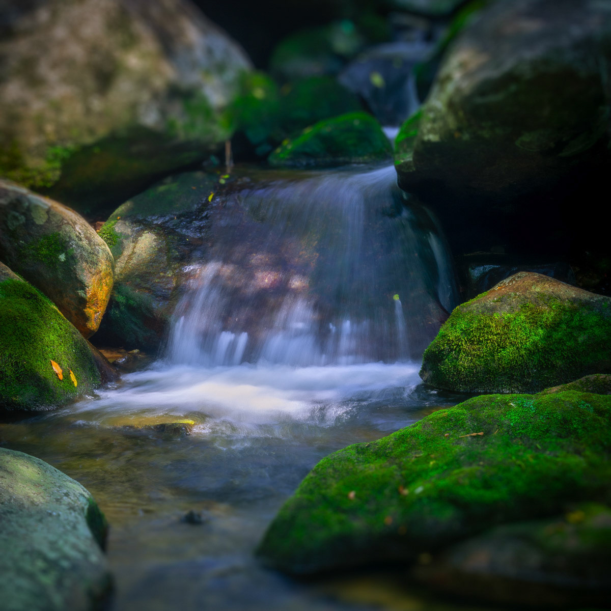 Small Rapids (Teresópolis - RJ