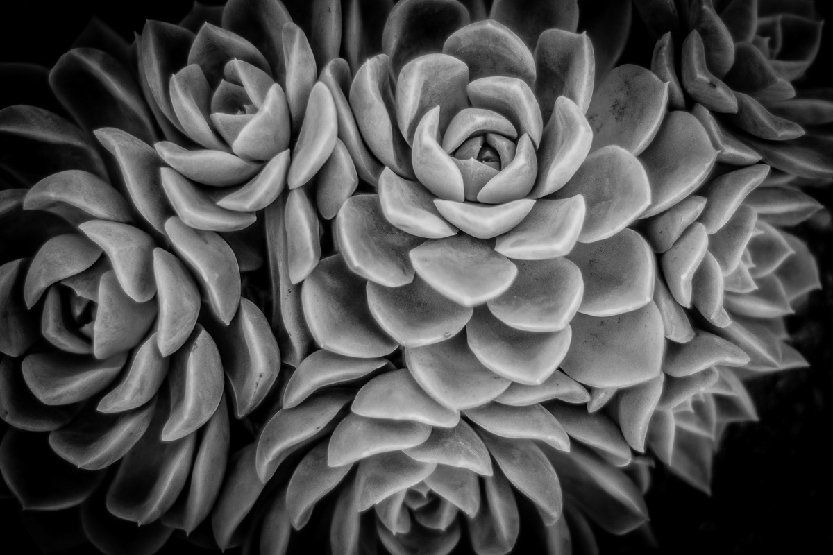 Stone Leaves