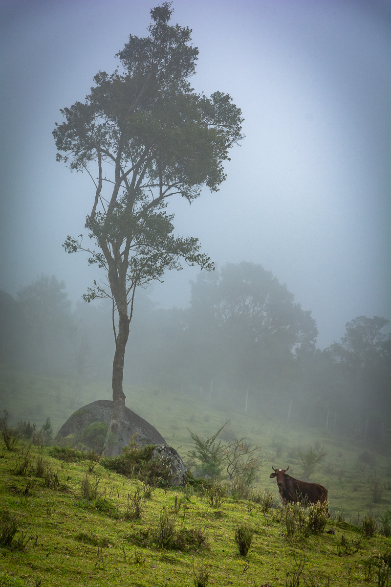 Pasture in the Mist