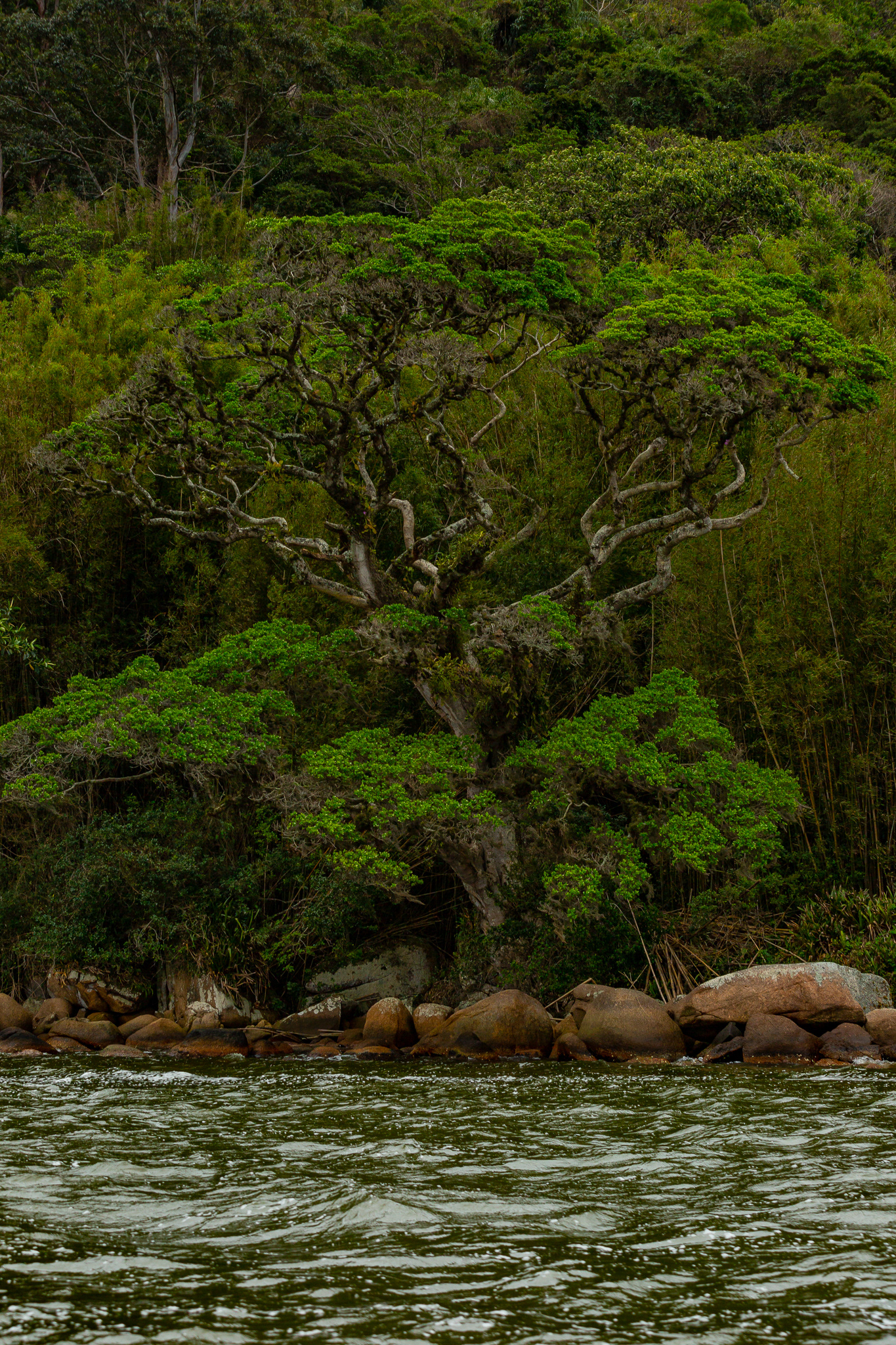 Florianópolis/SC | Brasil