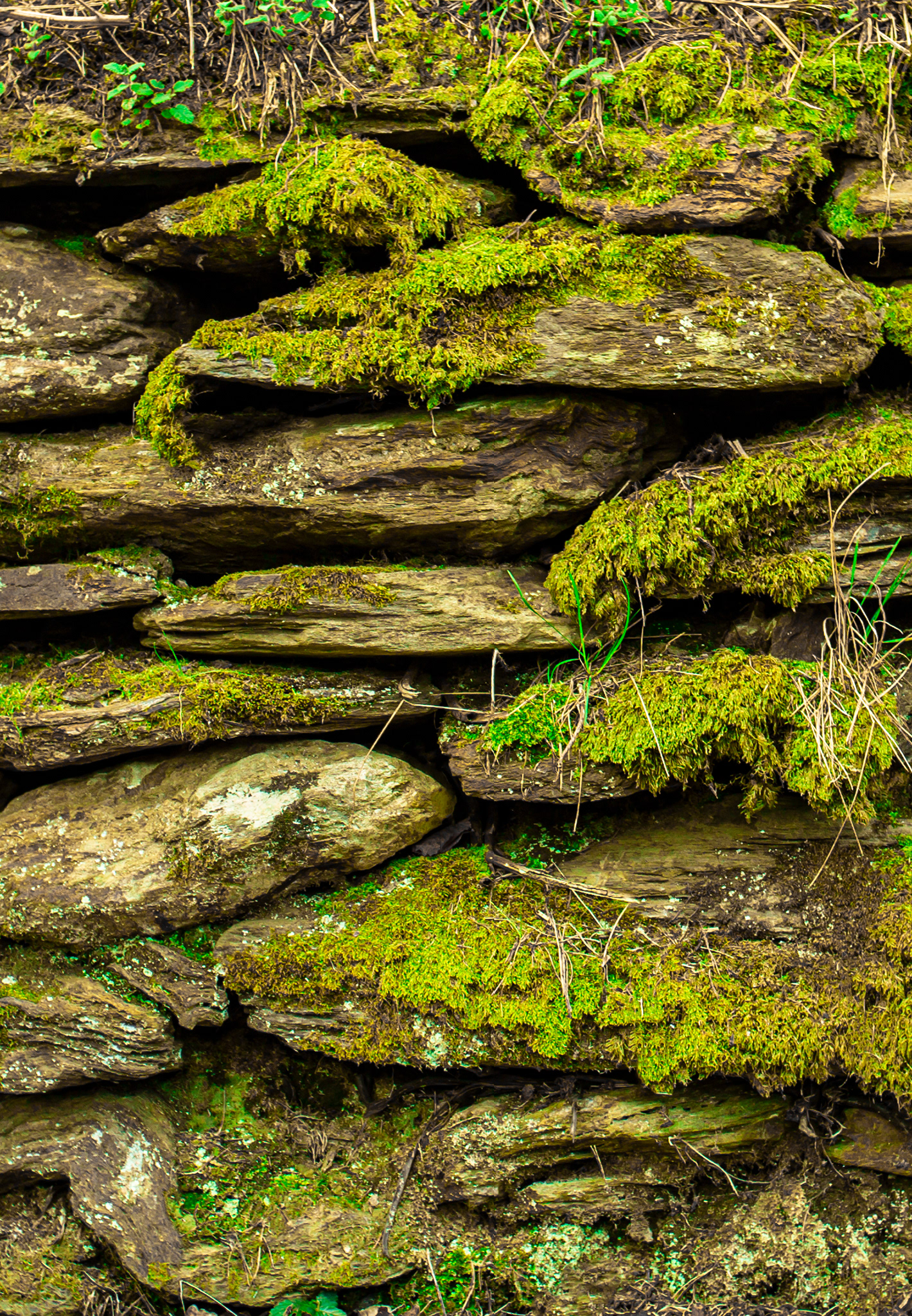 Glendalough Lake | Ireland