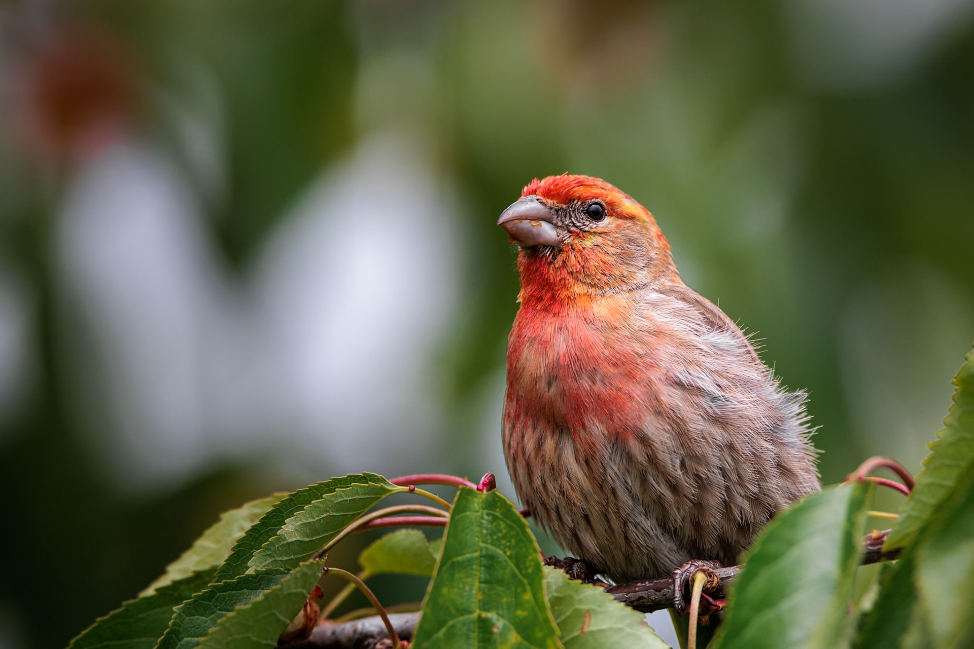 House Finch, male