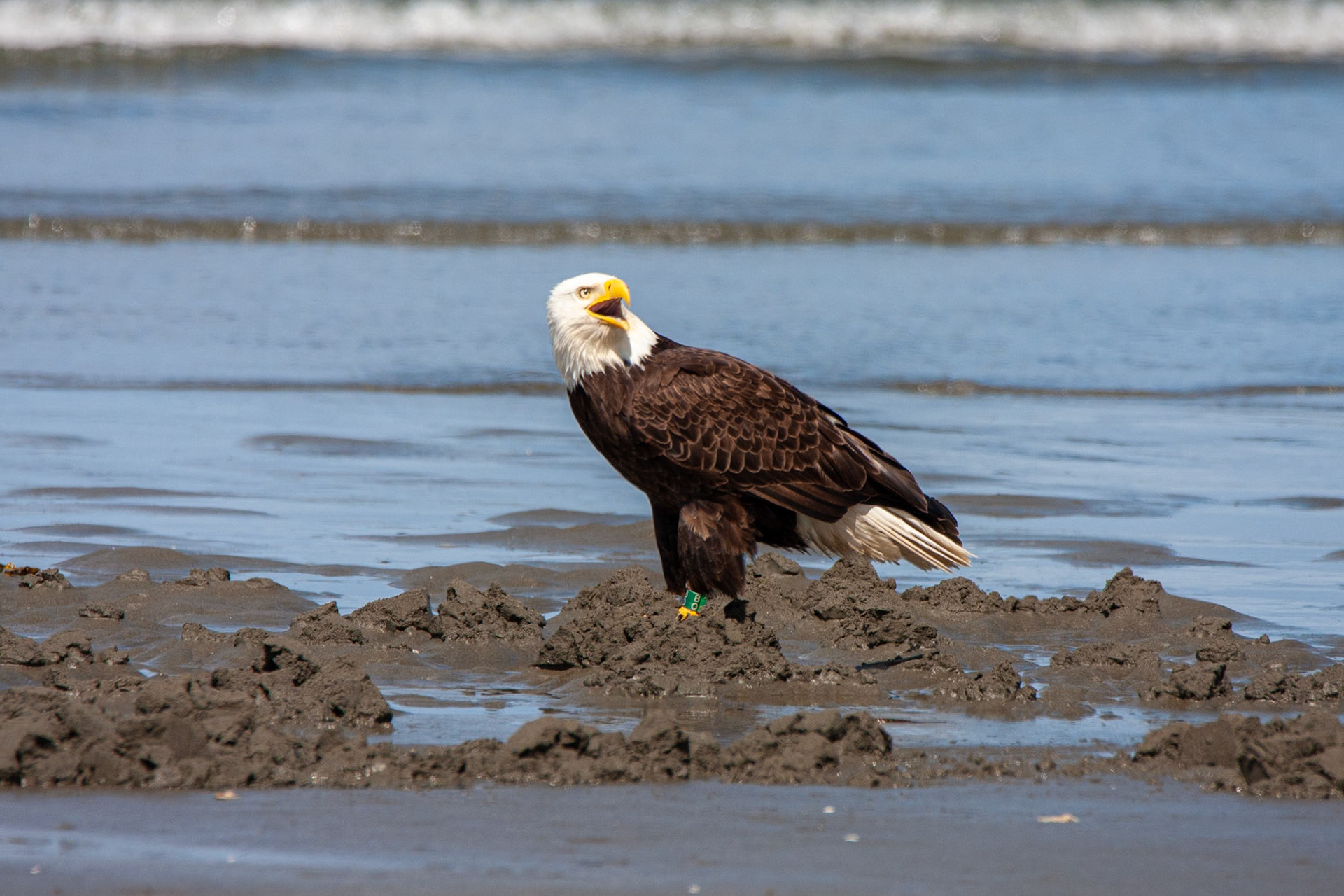 Bald Eagle