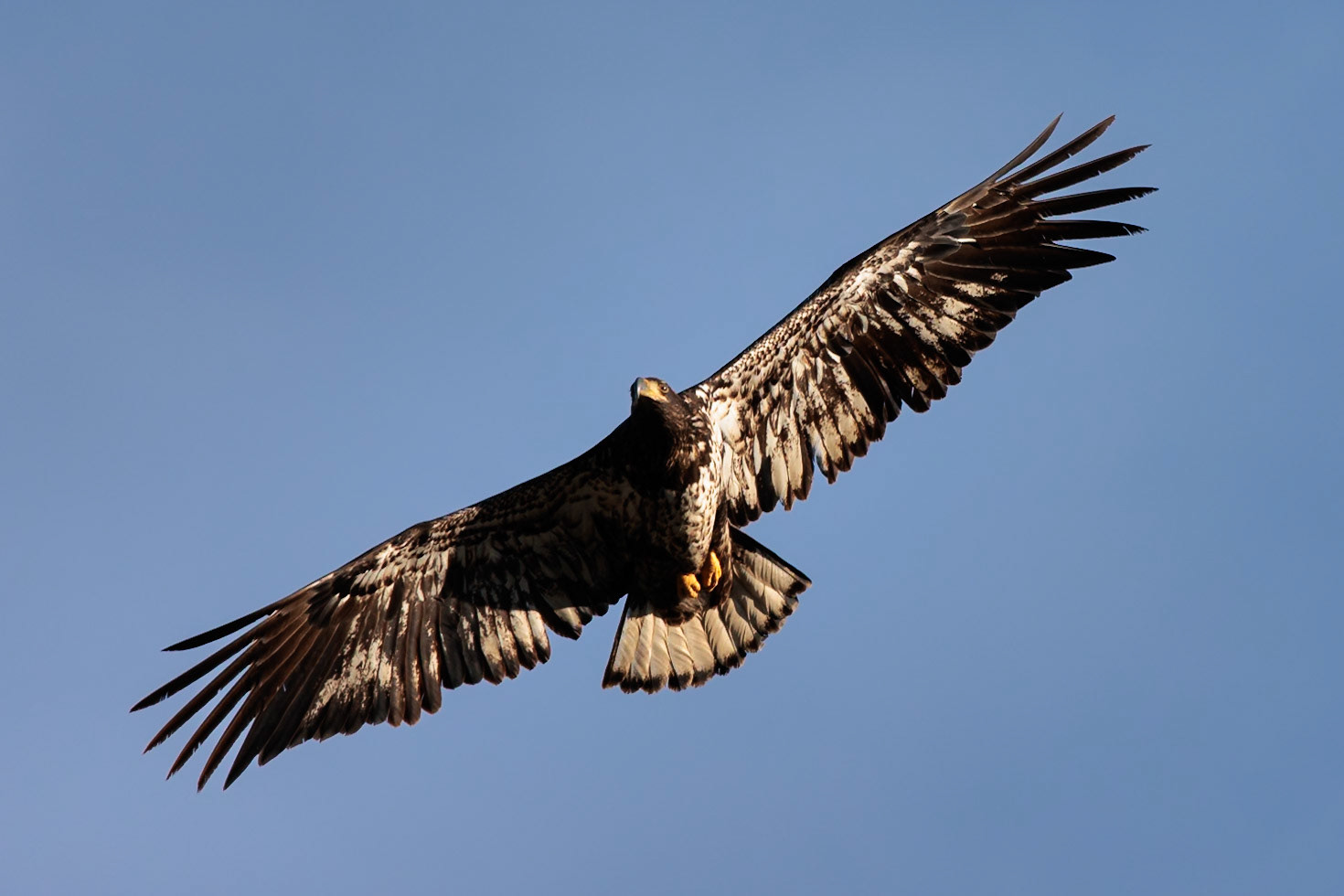 Bald Eagle, Juvenile