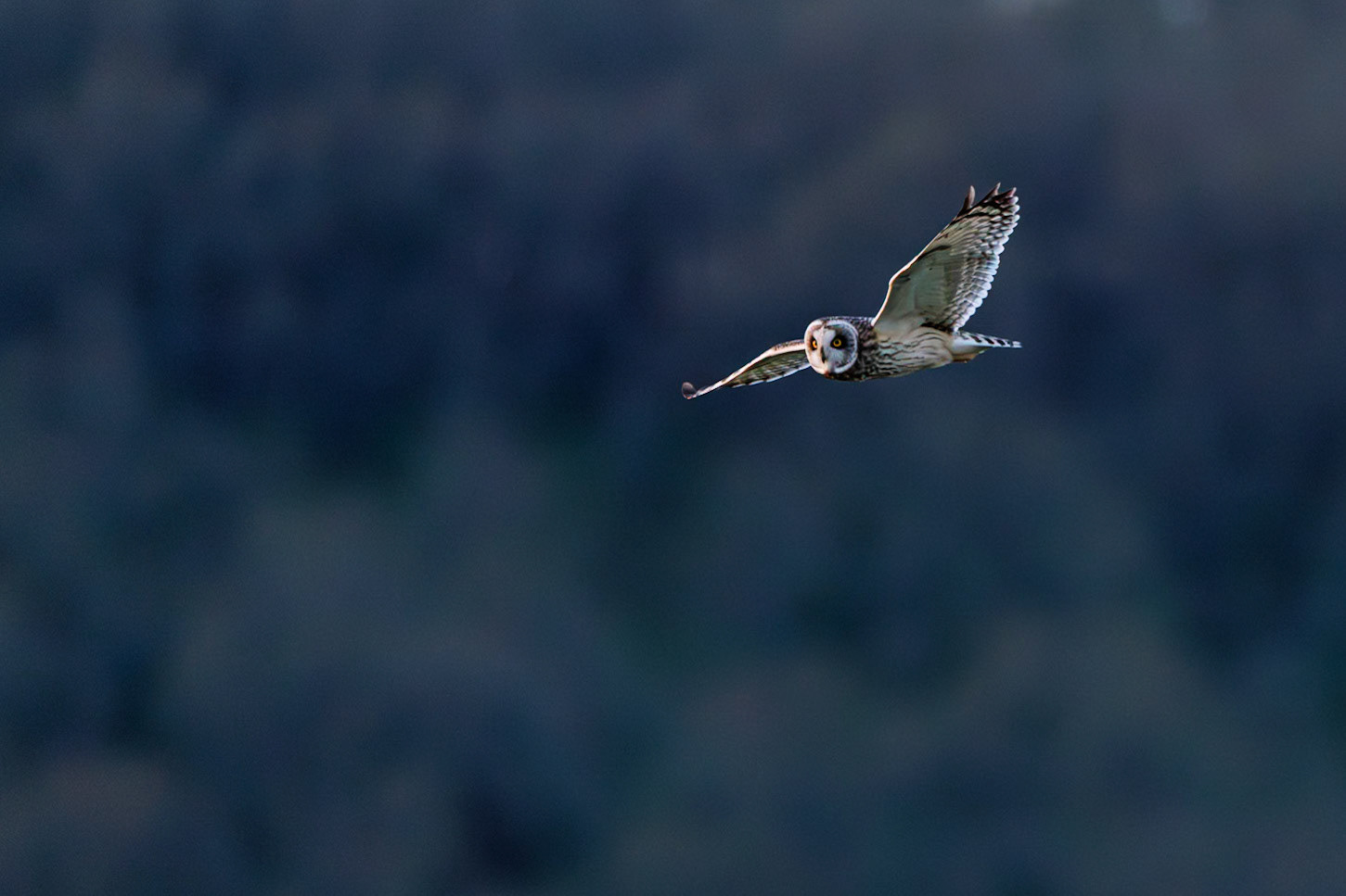 Short Eared Owl