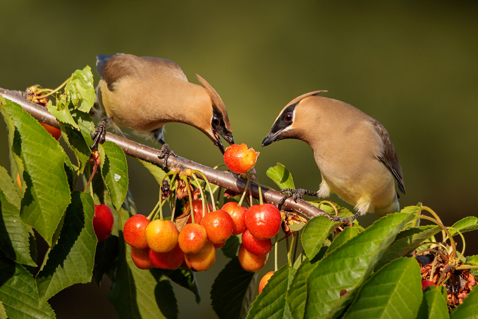 Cedar Waxwings