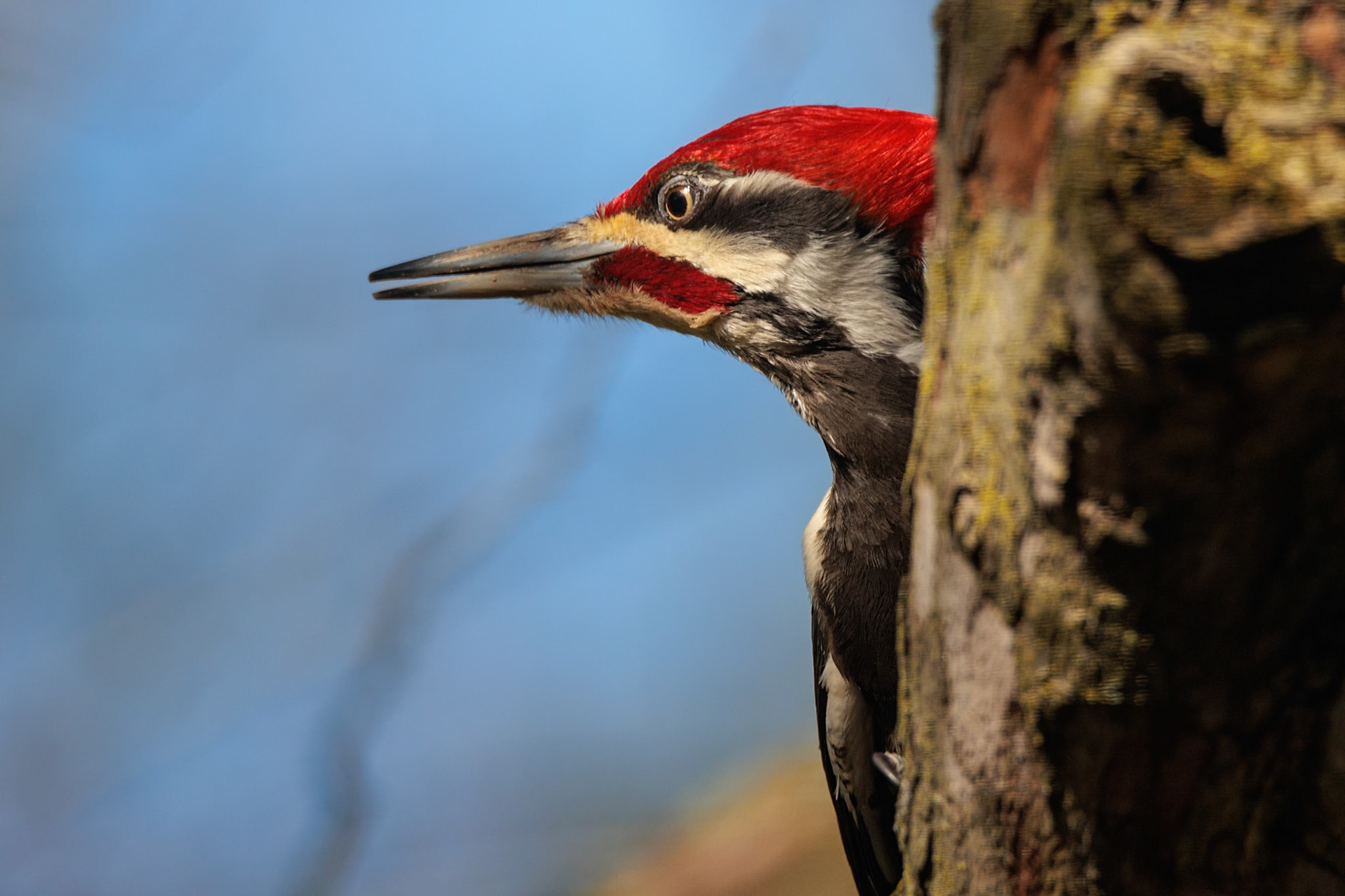 Pileated Woodpecker