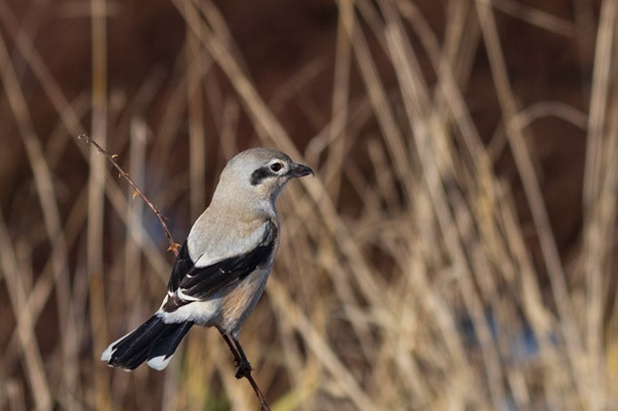 Northern Shrike