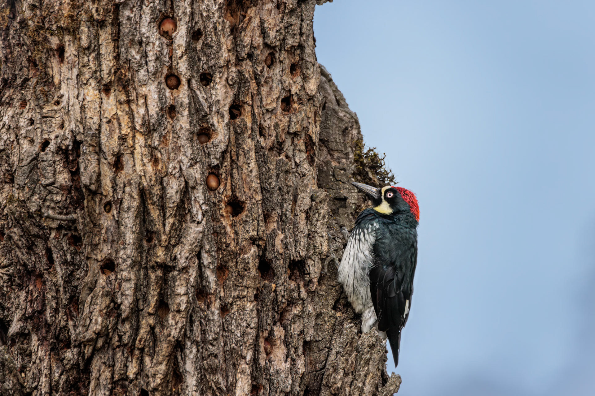 Acorn Woodpecker
