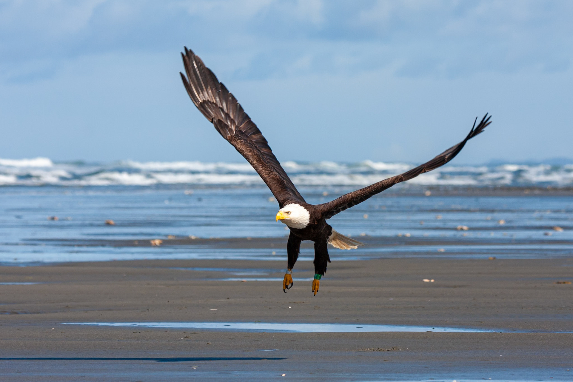 Bald Eagle