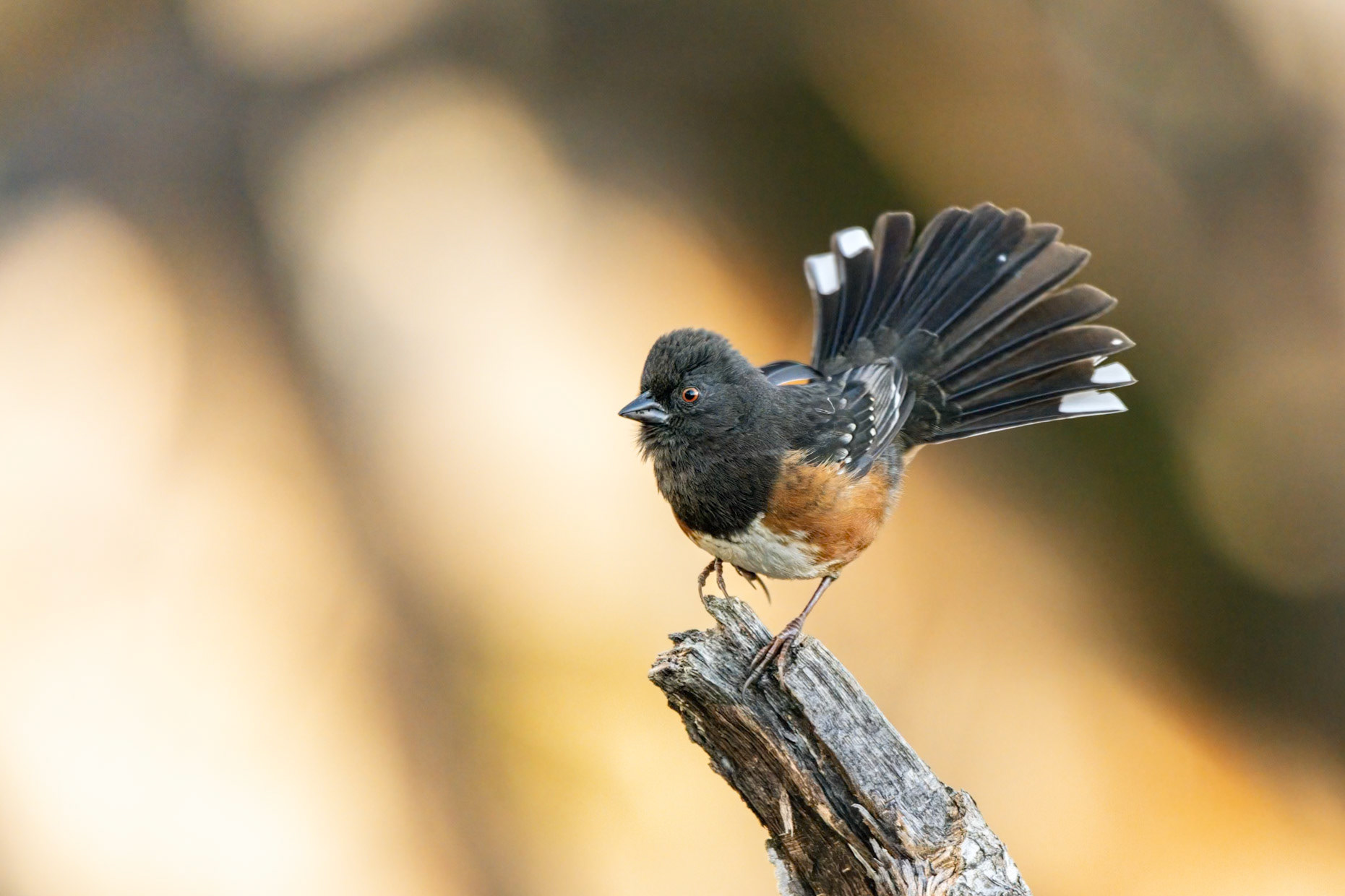 Spotted Towhee