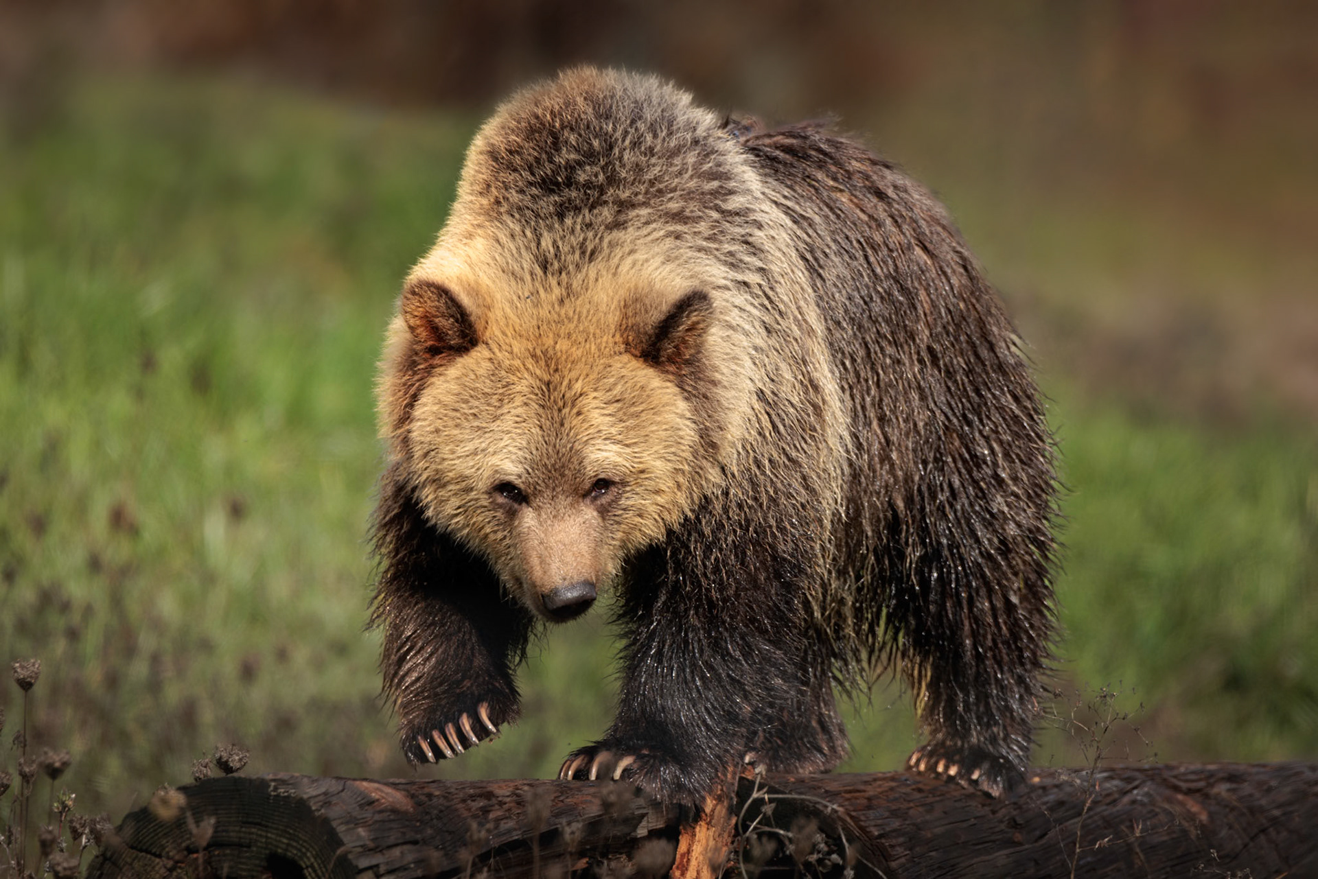 Grizzly Bear (captive)