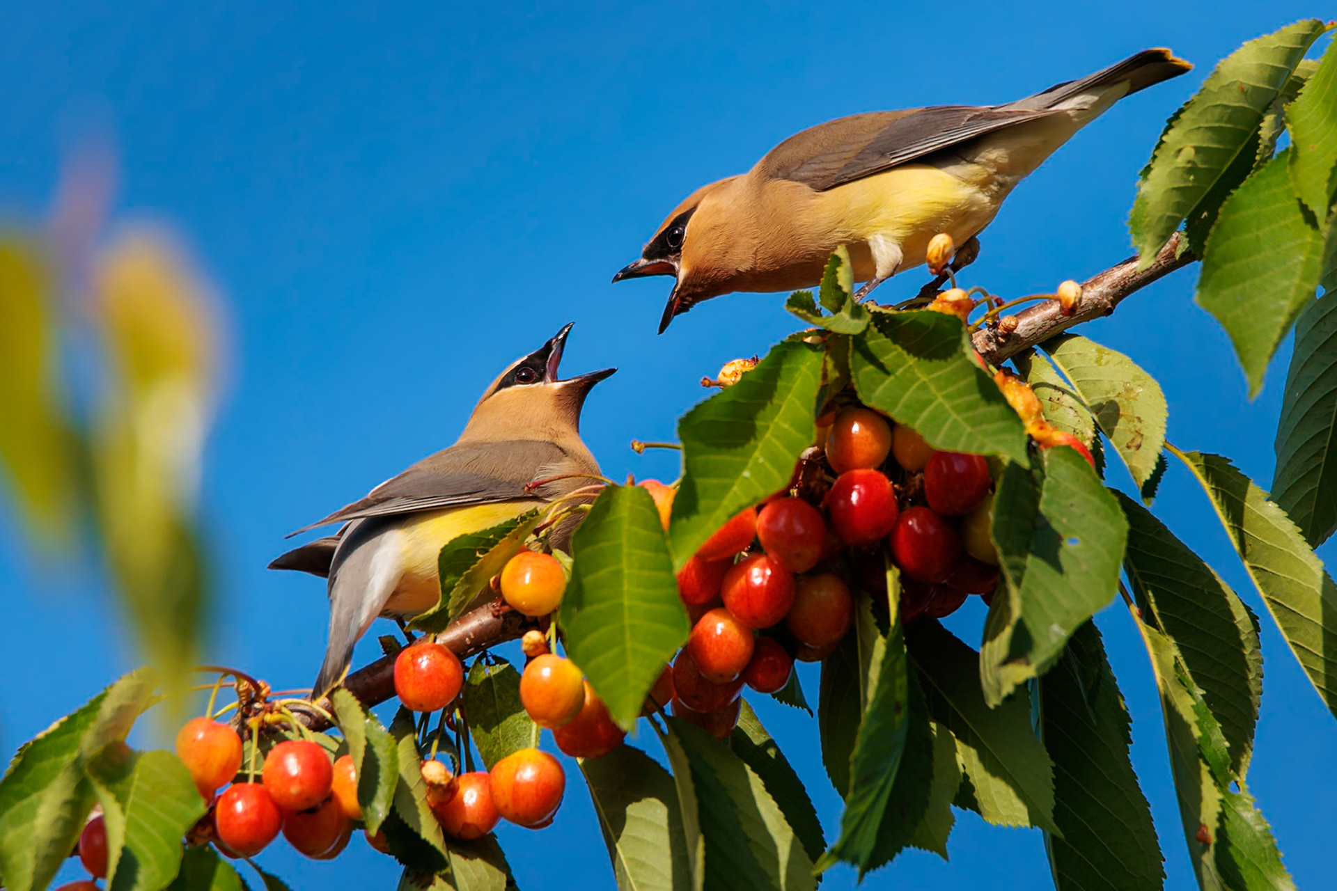 Cedar Waxwings