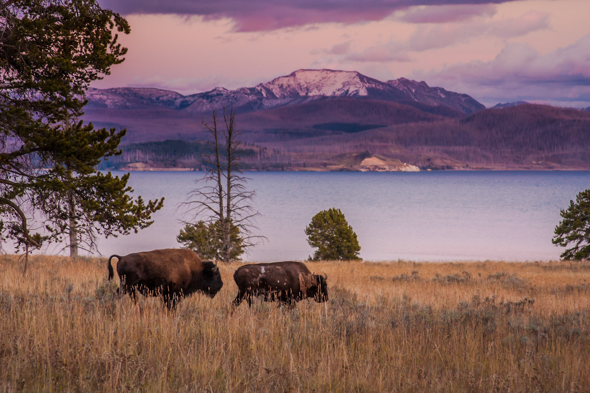 American Bison
