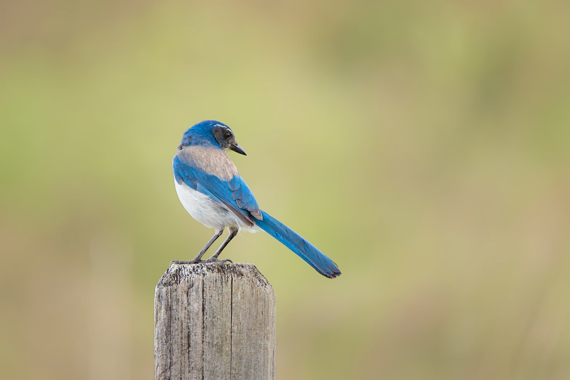 California Scrub Jay