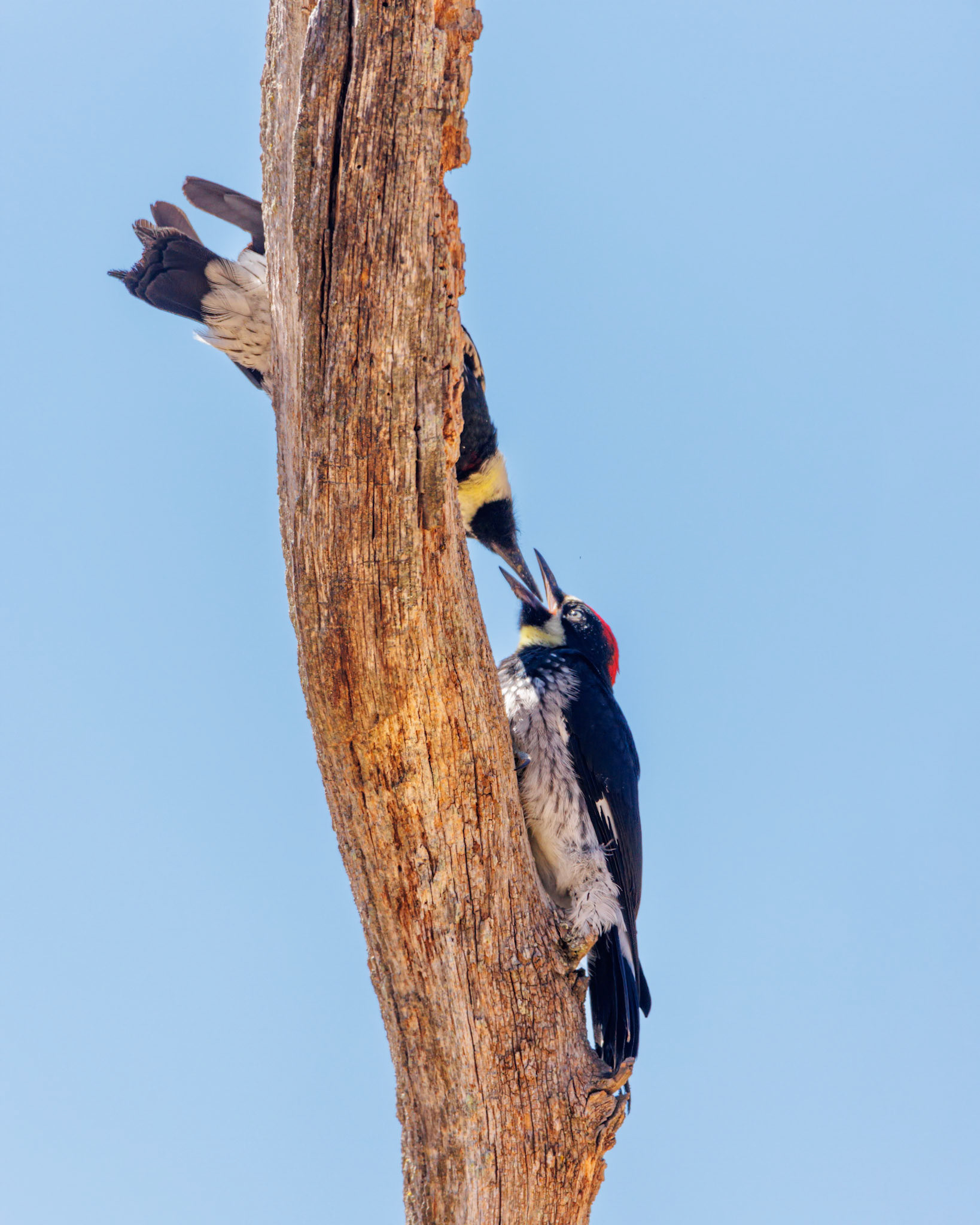 Acorn Woodpecker