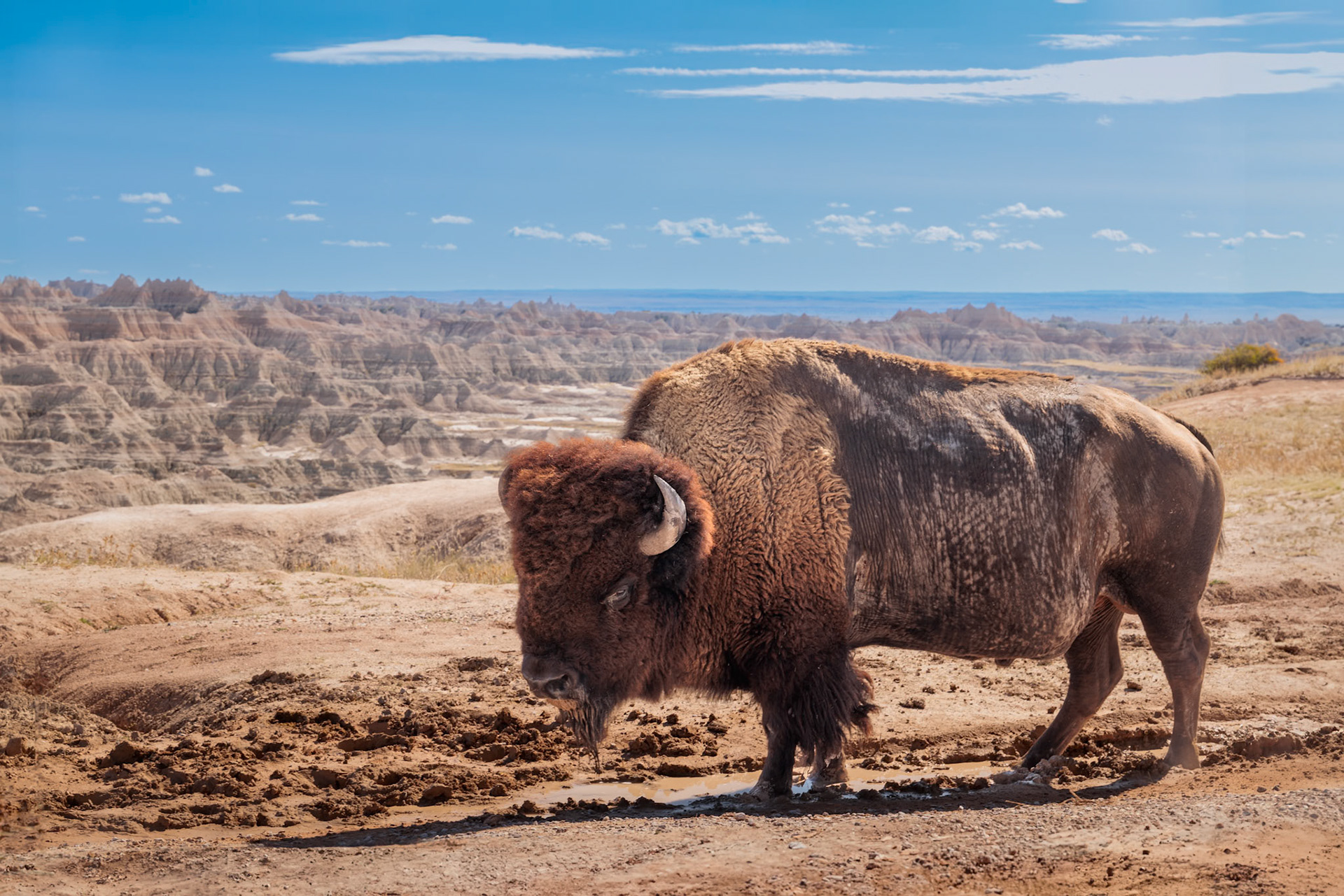 American Bison