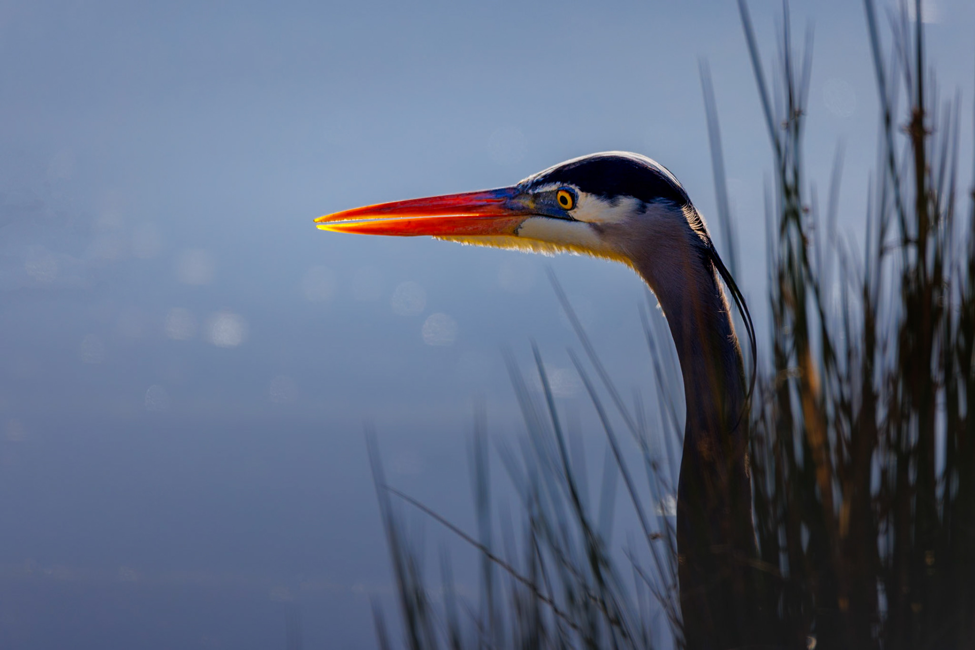 Great Blue Heron