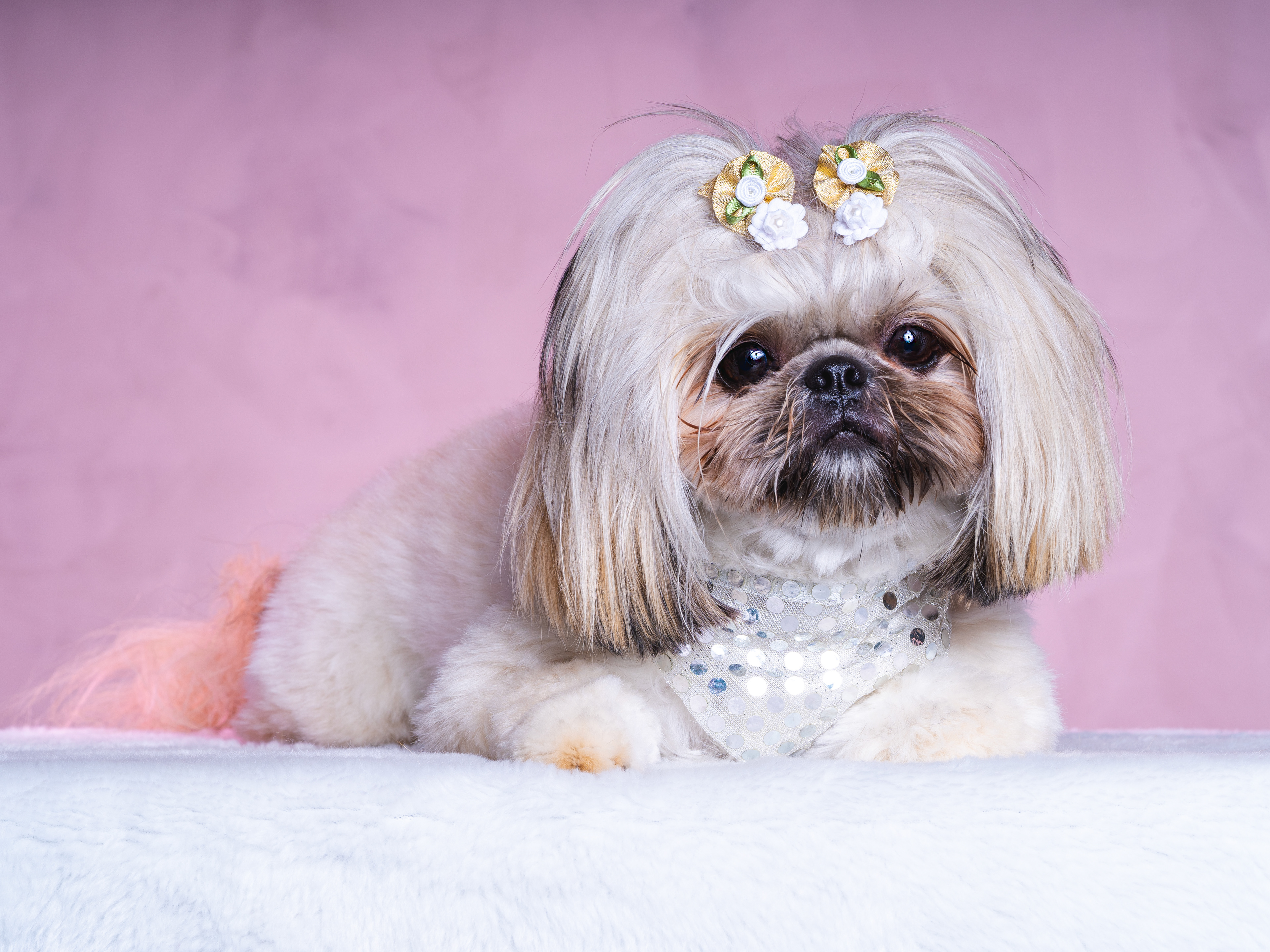 Estúdio de Fotografia Pet Balneário Camboriú