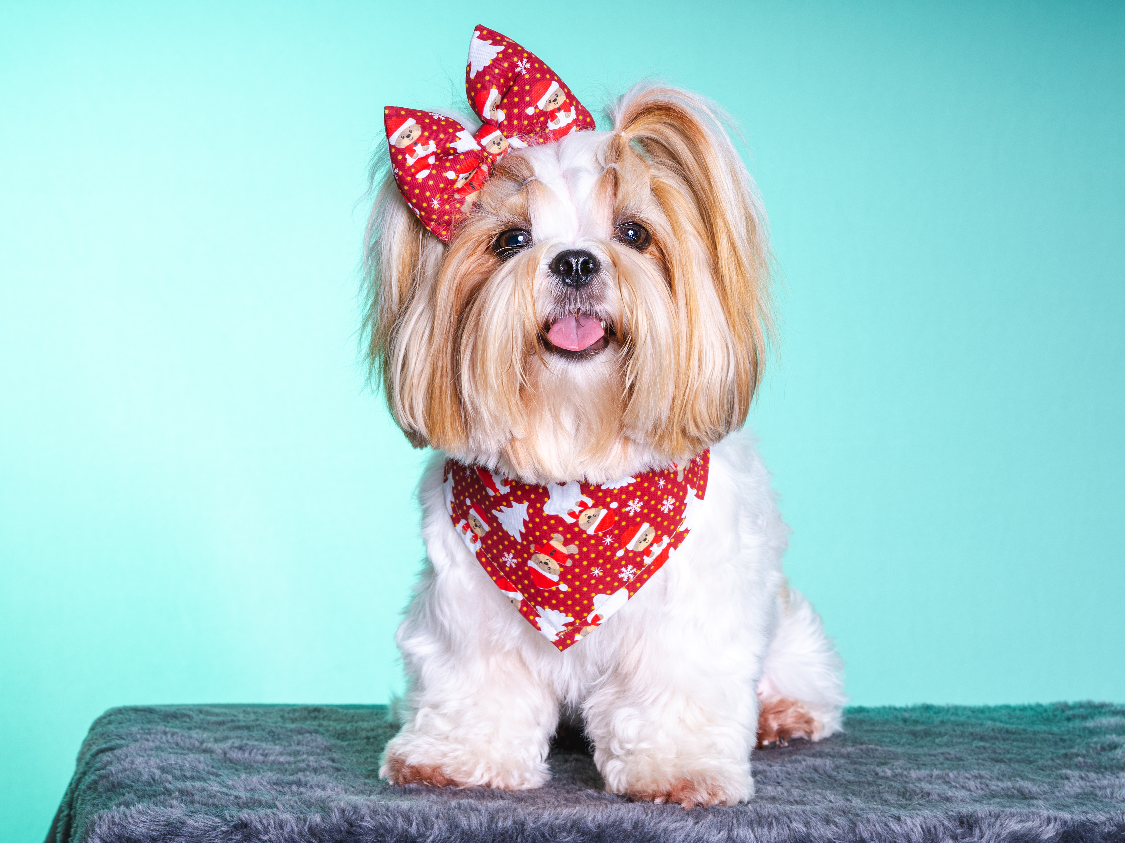 Fotografia de animais Balneário Camboriú