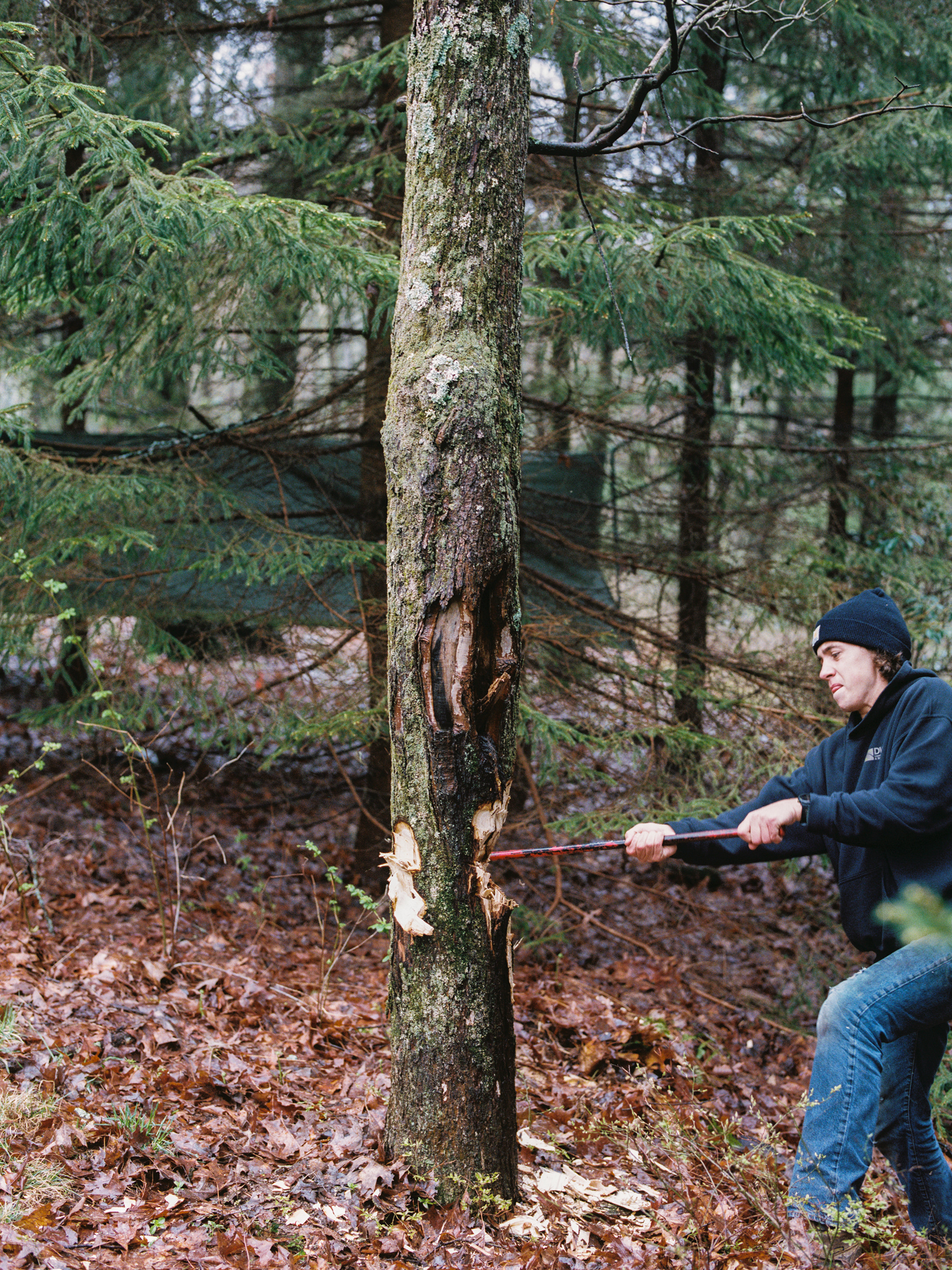 Graham and the tree
