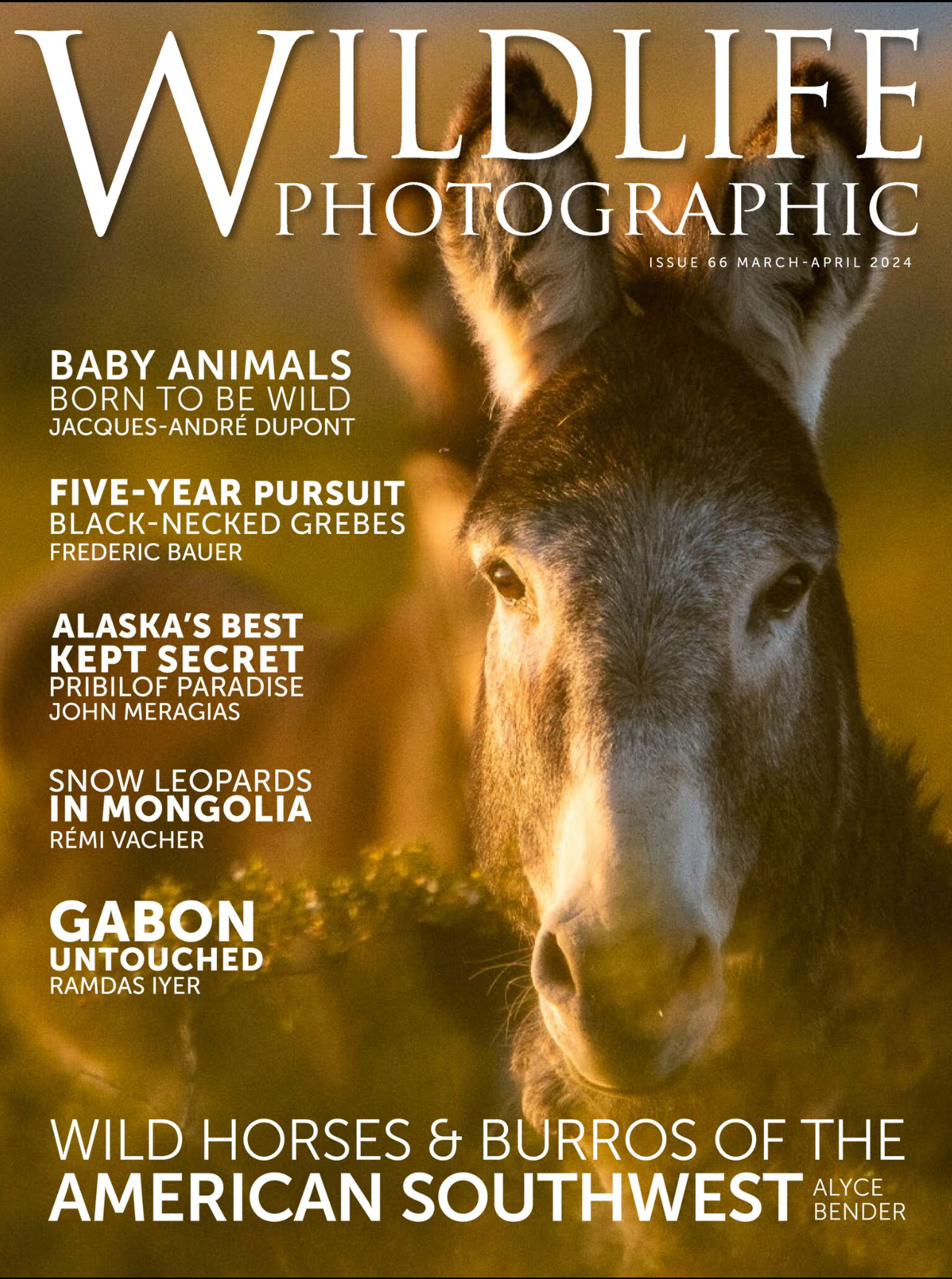 Wildlife Photographic magazine cover Issue 66 – Wild horse photographed in natural light, snow leopard feature by Rémi Vacher.