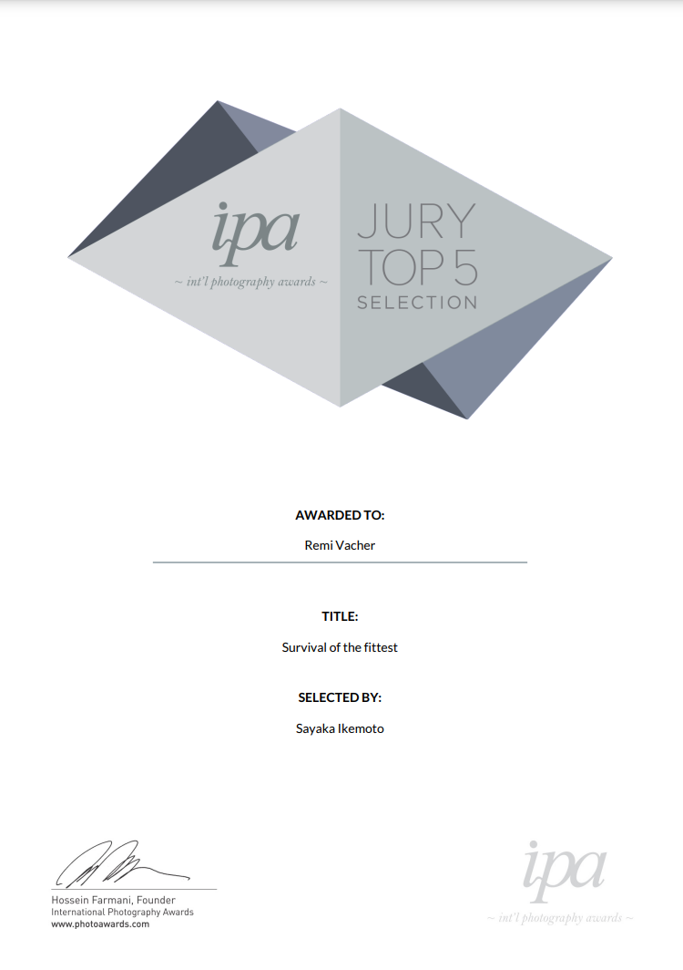 Certificate awarded to Rémi Vacher for the photograph 'Survival of the Fittest,' selected among the Jury Top 5 at the International Photography Awards (IPA), chosen by Sayaka Ikemoto.
