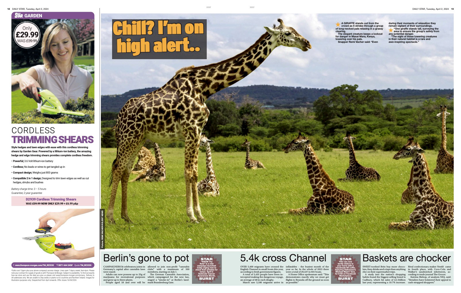 Wildlife image published in The Daily Star, giraffe standing alert among herd in Kenya, photograph by Rémi Vacher, April 2024.
