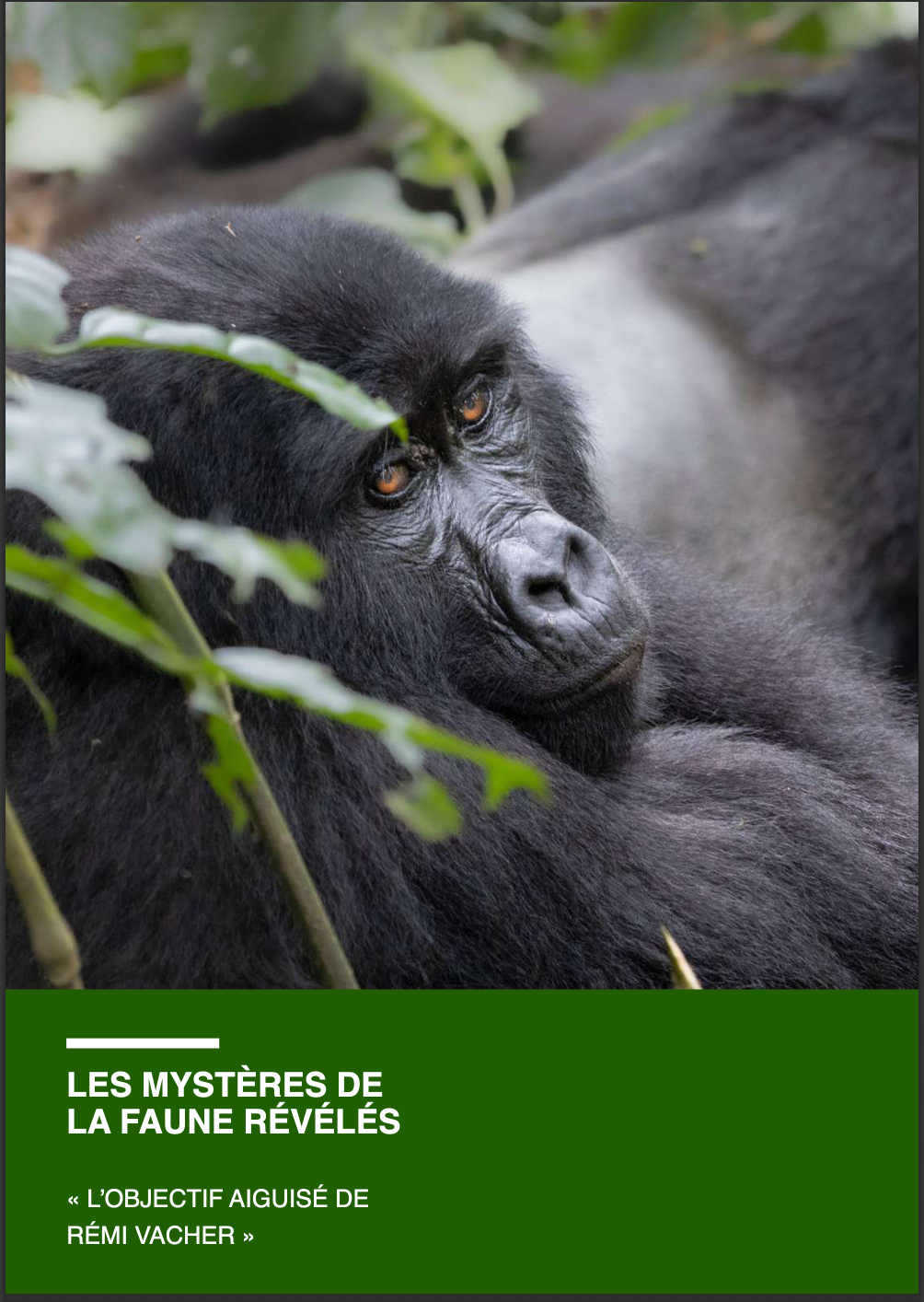 Gorilla portrait captured by Rémi Vacher, featured in Mozaïk Magazine Issue #10 in the section 'The mysteries of wildlife revealed', highlighting 'The sharp lens of Rémi Vacher'.