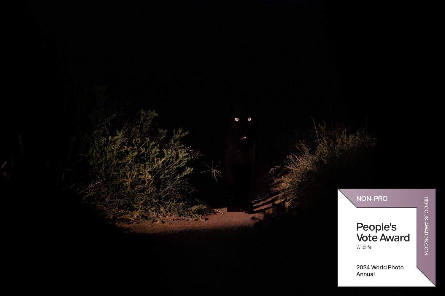 Nighttime photograph of a black panther by Rémi Vacher, winner of the People's Vote Award in the Wildlife category (Non-Professional) at the 2024 World Photo Annual by ReFocus.