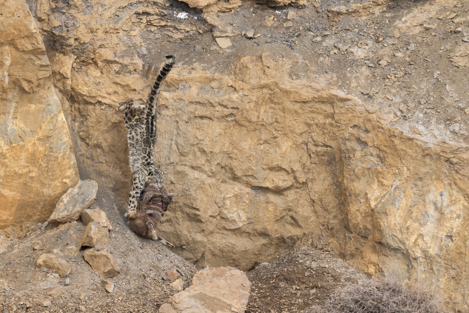 After a day of watching wolves steal her kill, this fierce snow leopard made a choice—she hauled the heavy bluesheep up a steep, unforgiving slope, claiming a place only she could reach. Power, patience, and pure instinct.