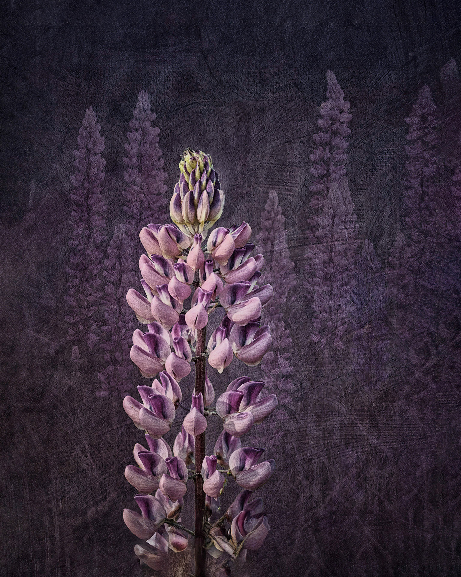 Lupine Standout