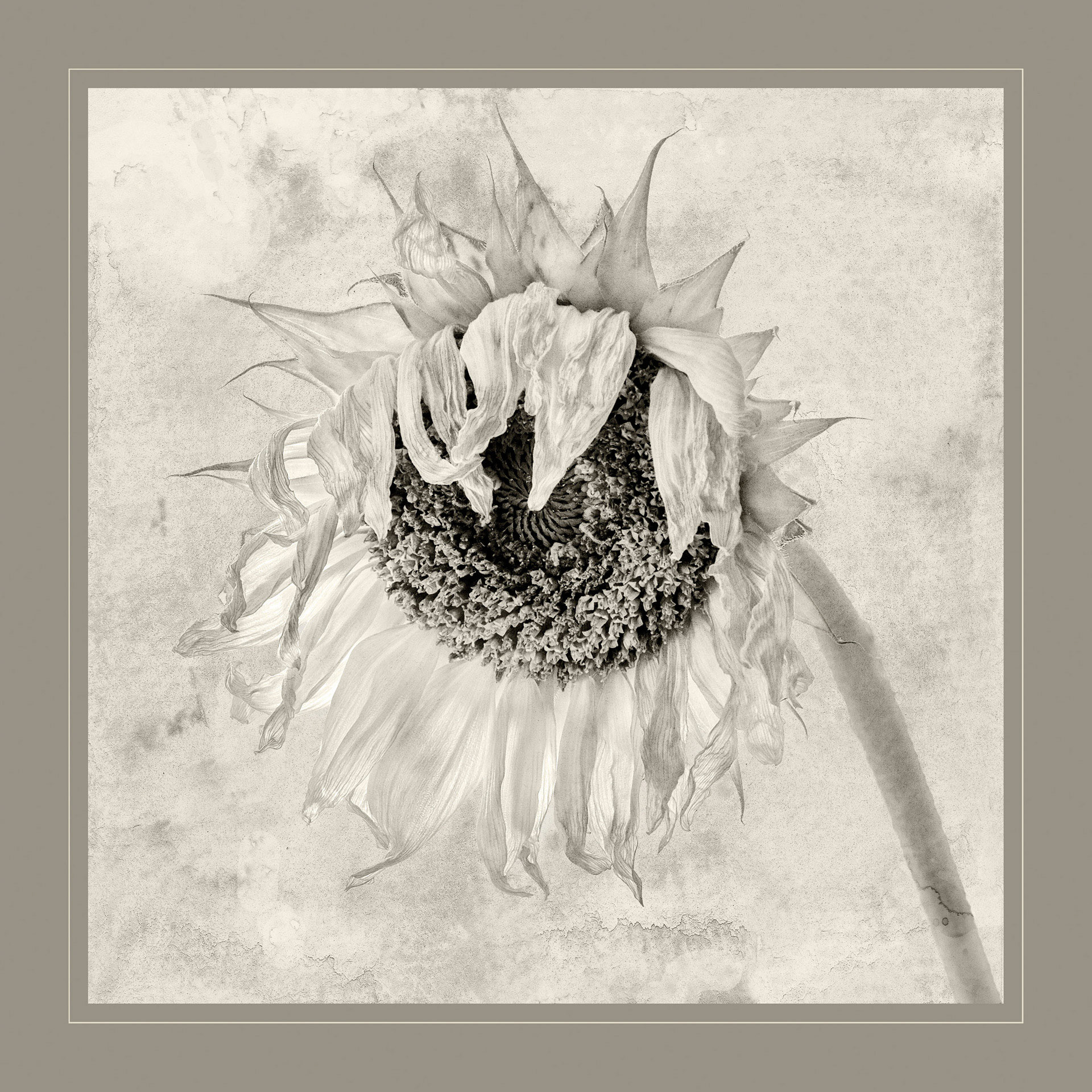 Missing the Sunshine