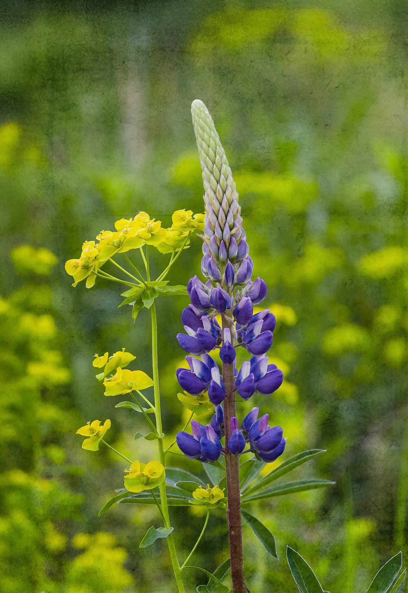 Lupine in the Forest