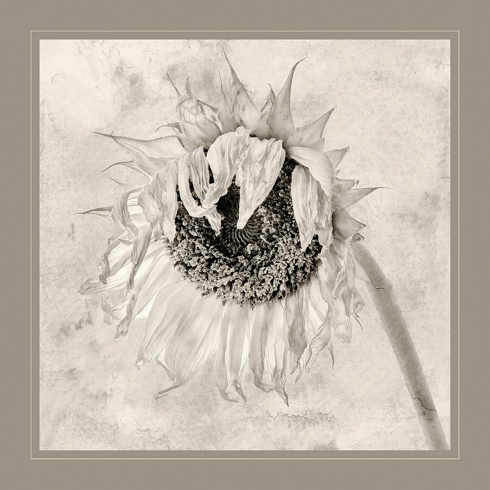 Missing the Sunshine