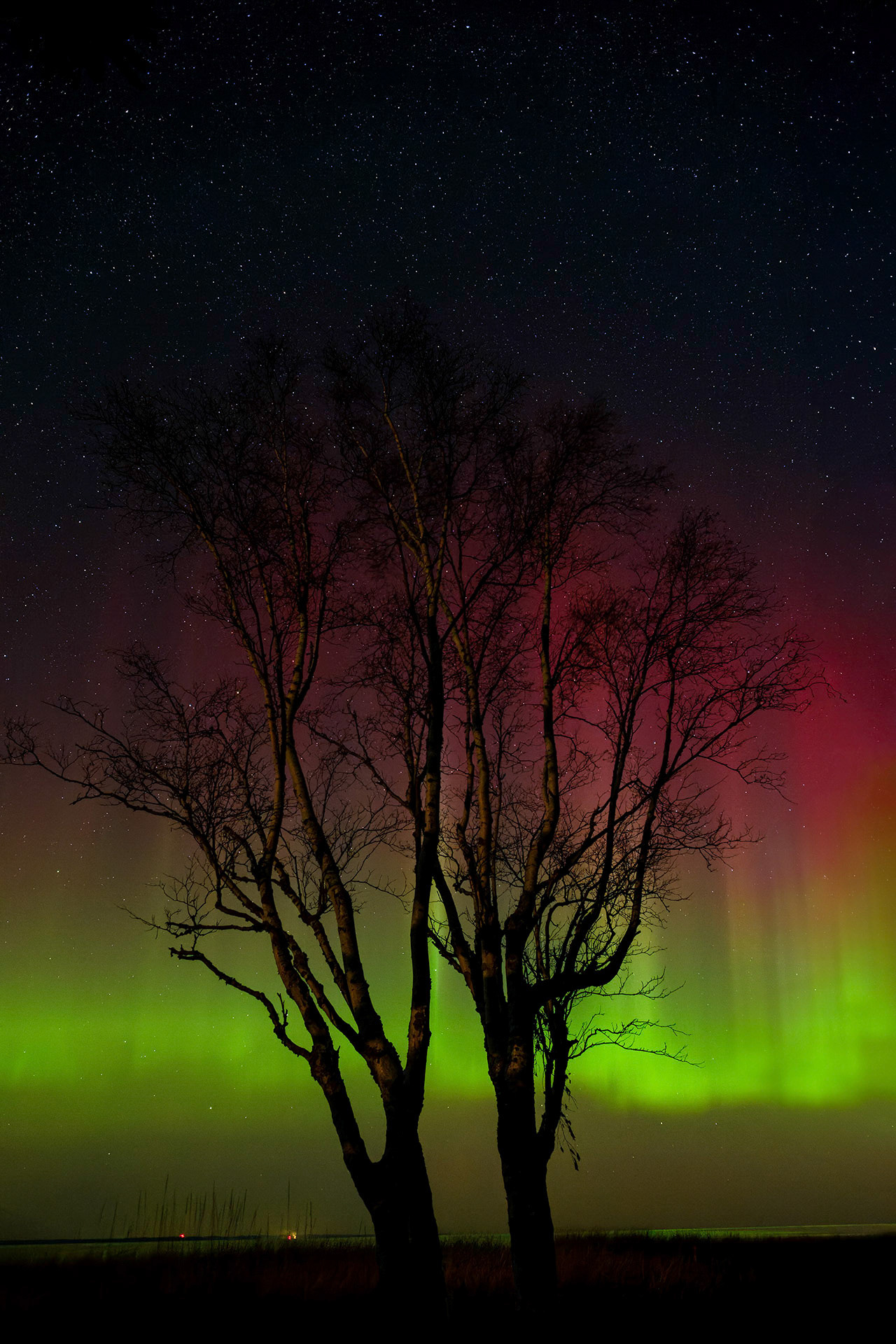 Aurora and Tree at Herbster Beach