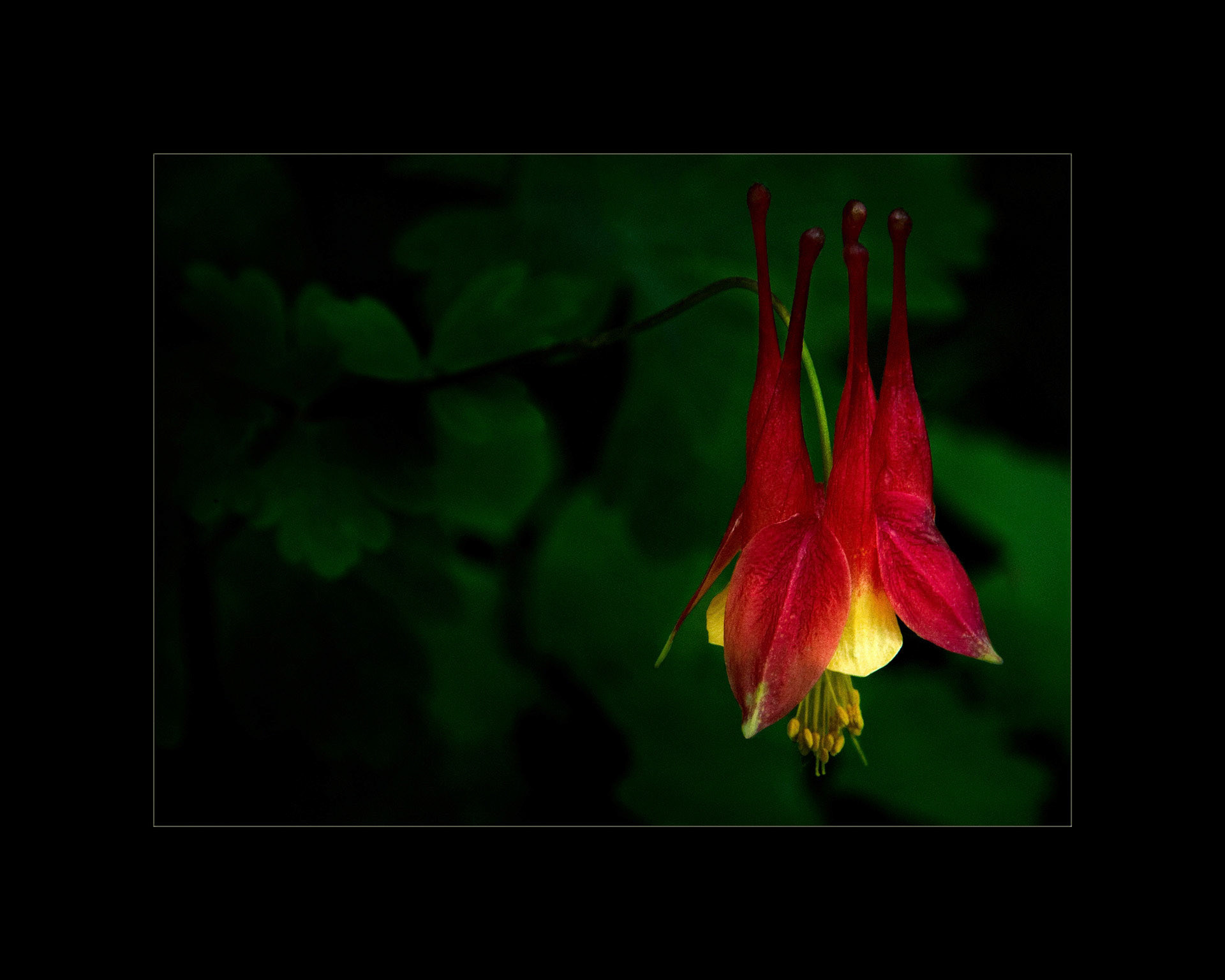 Columbine