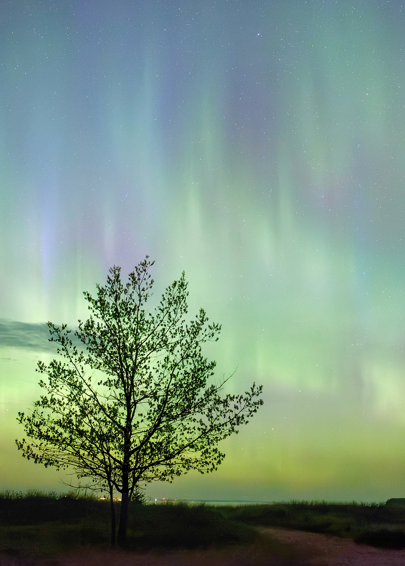 Tree and Lights at the Beach
