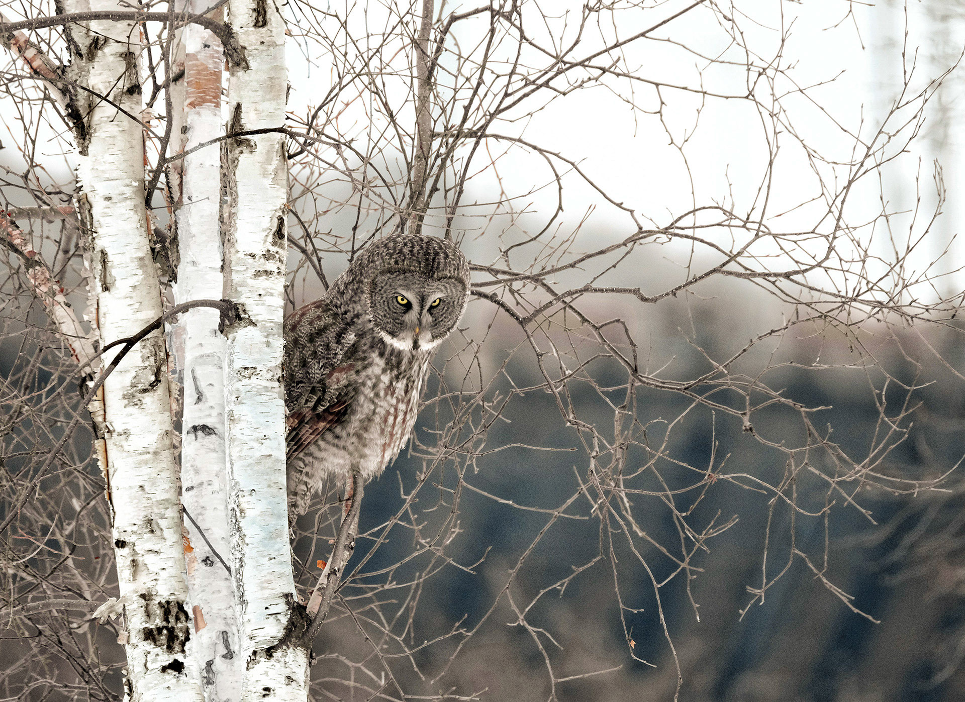 Great Gray Owl