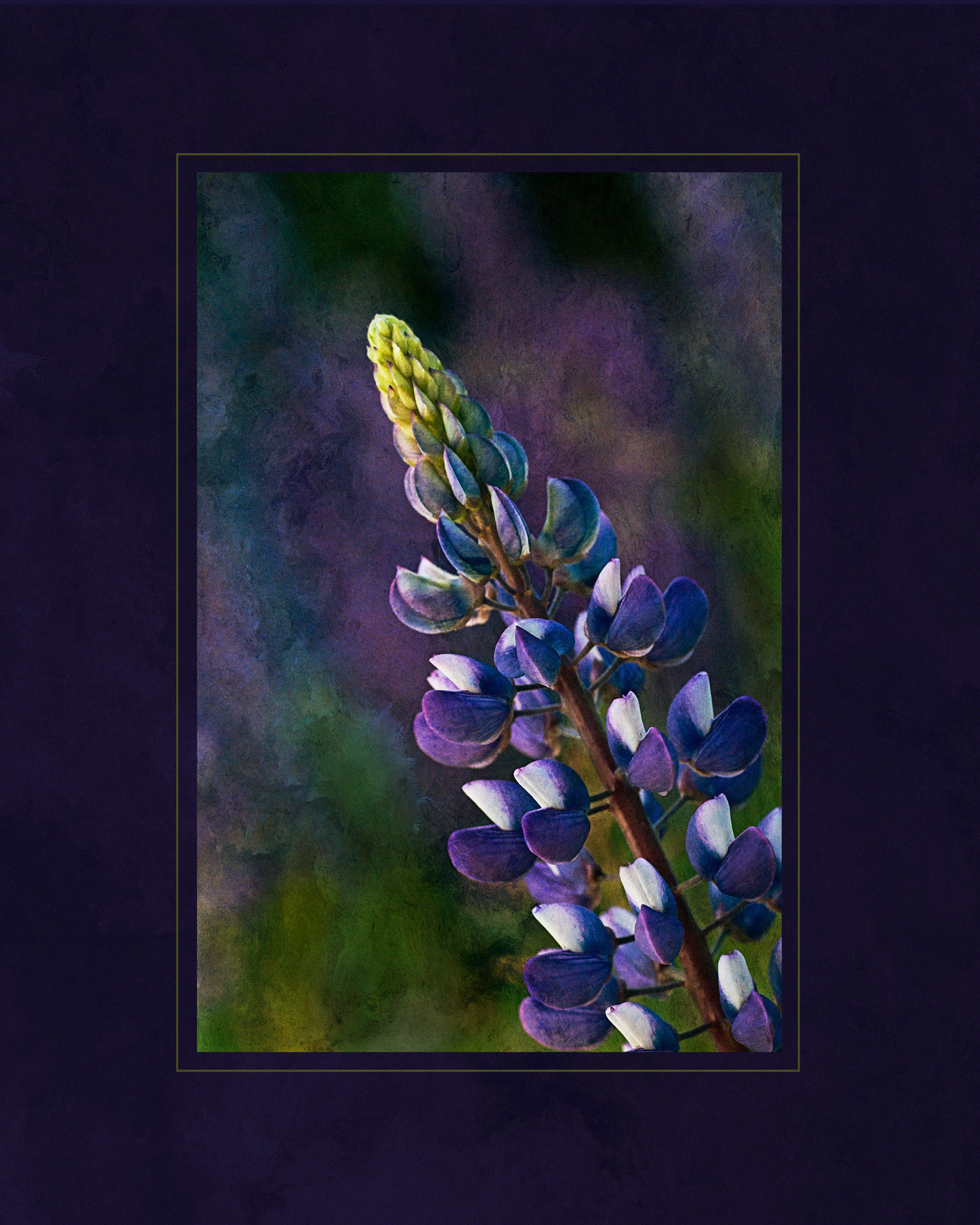 Bloomin' Lupine