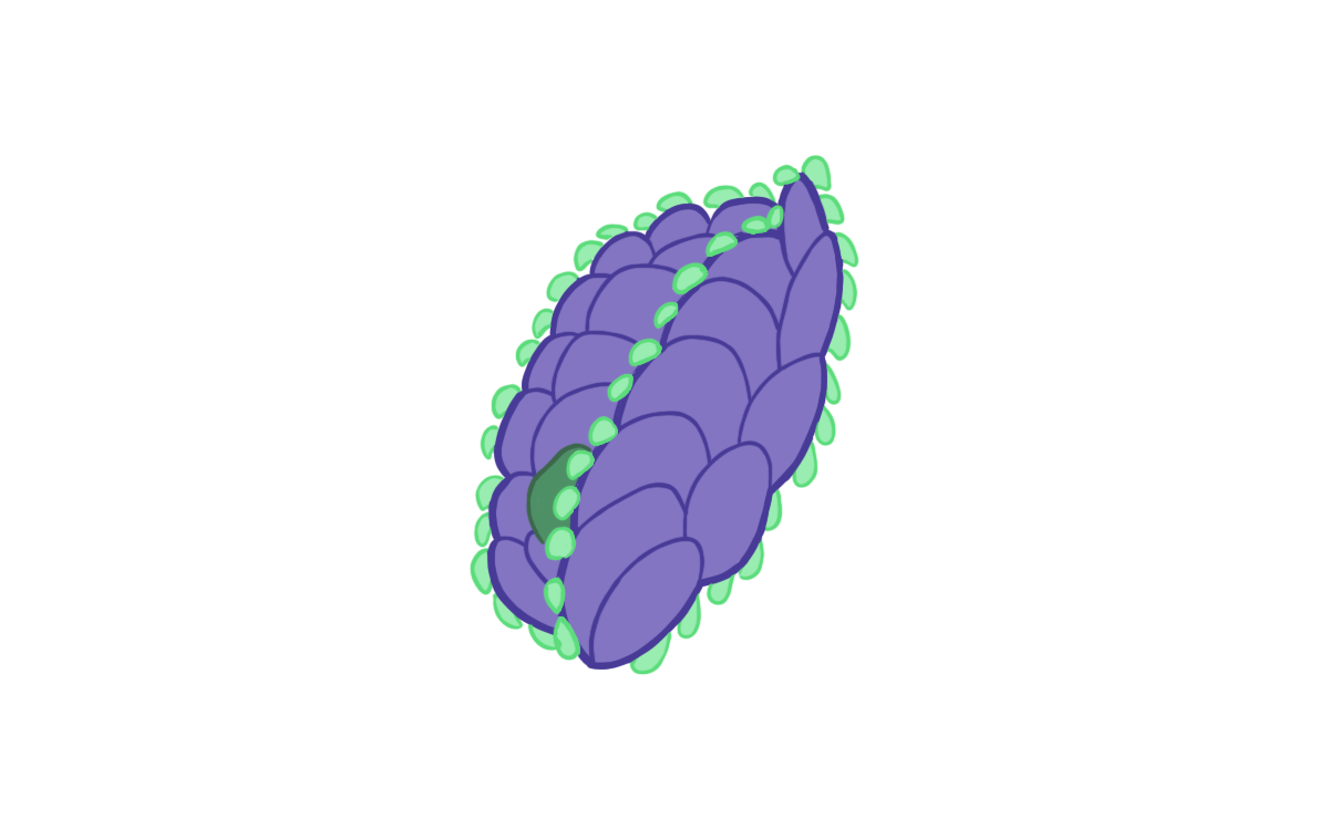 Flower Head Sprite