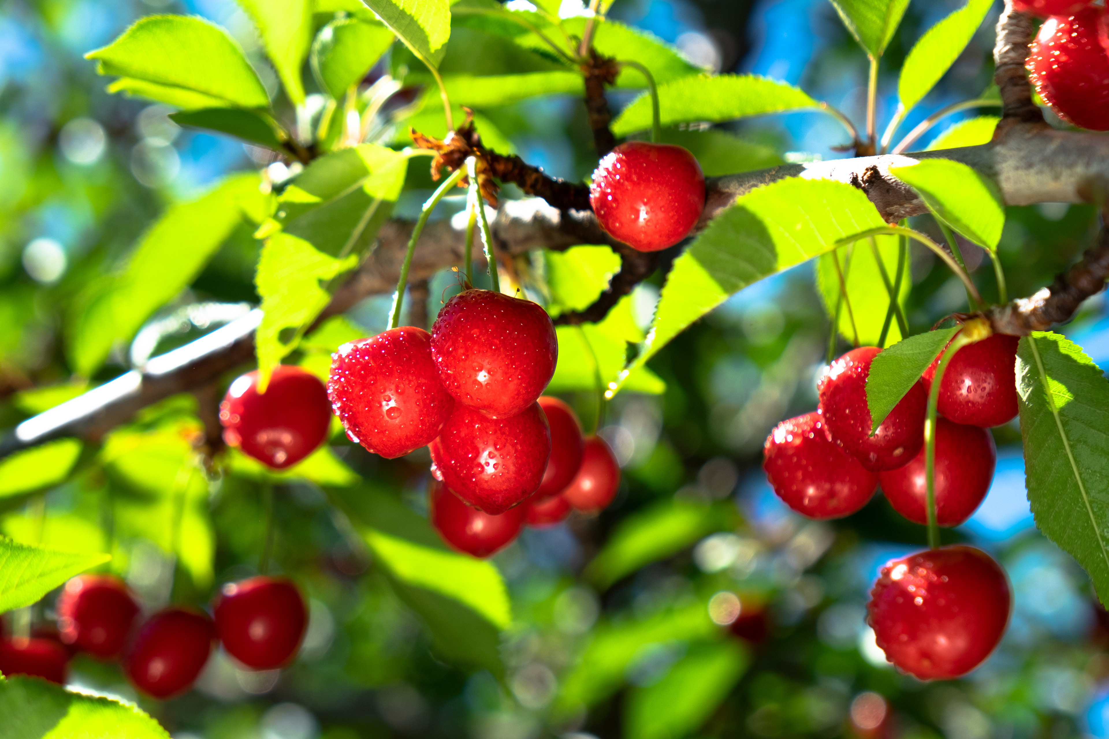 Cherries Shoot Tru-Cape