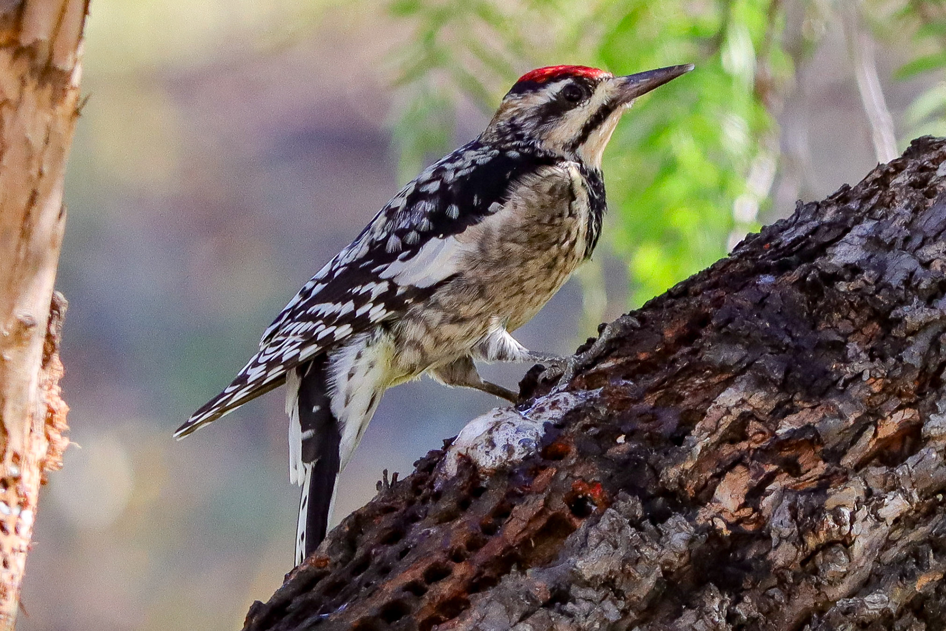 Yellow-bellied Sapsucker - #314 - 12/10/21 - CA