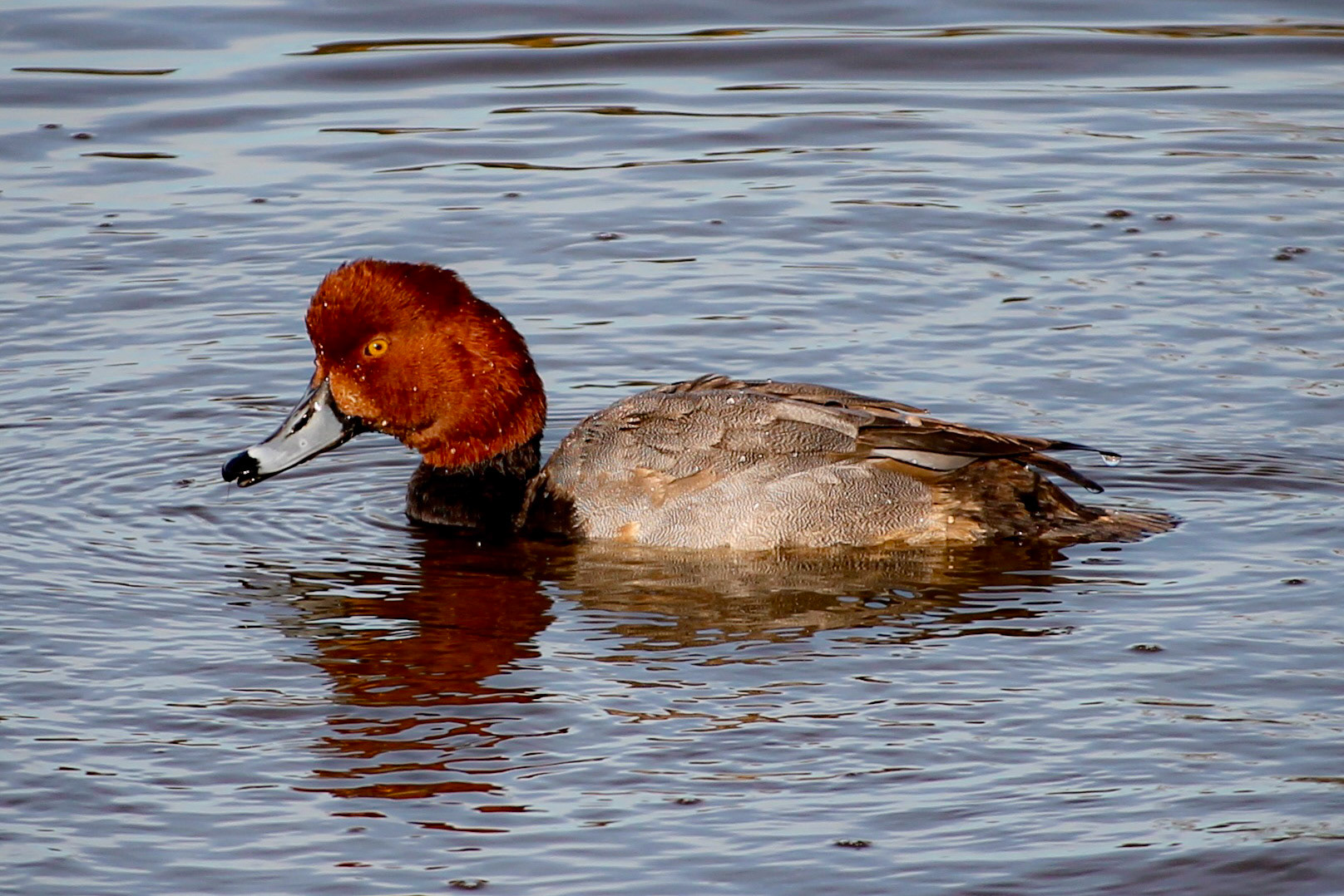 Redhead - #104 - 1/9/21 - CA