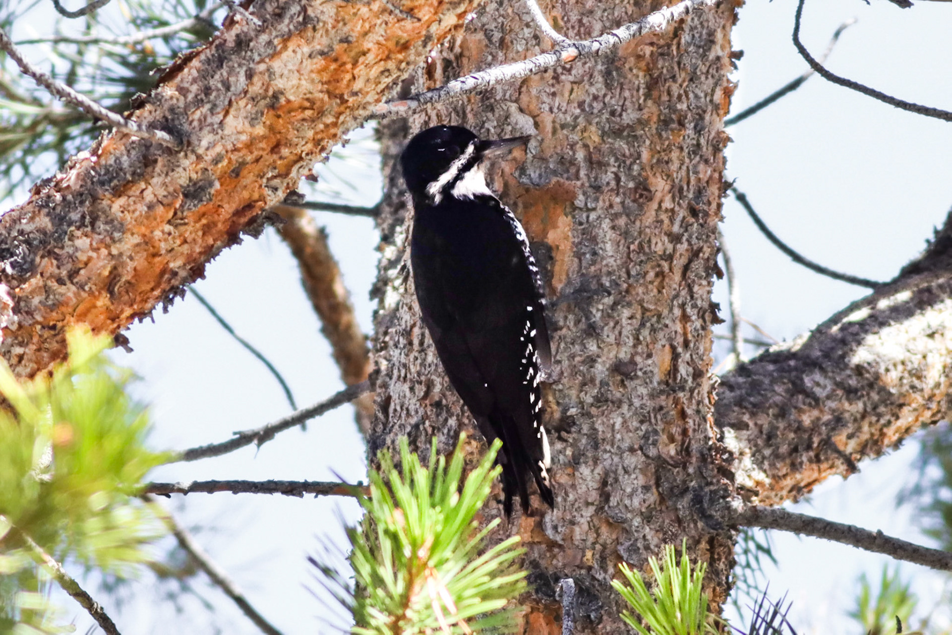 Black-backed Woodpecker - #501 - 9/4/23 - CA